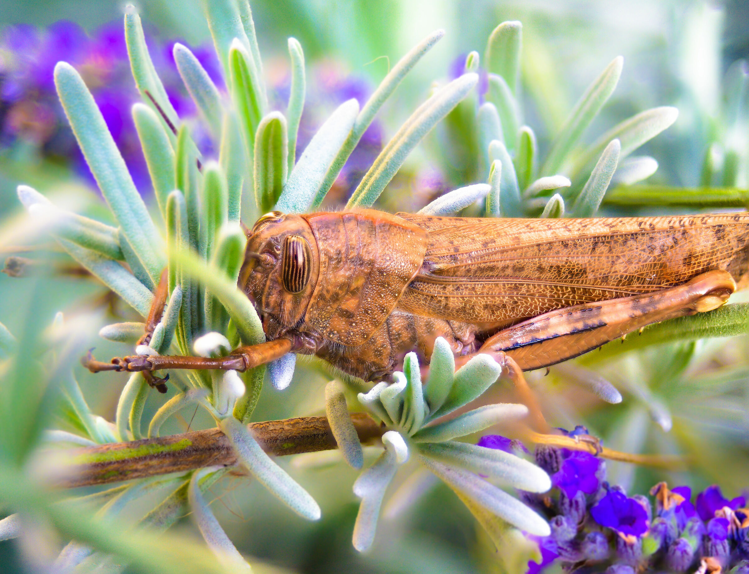 Grasshopper and Lavender