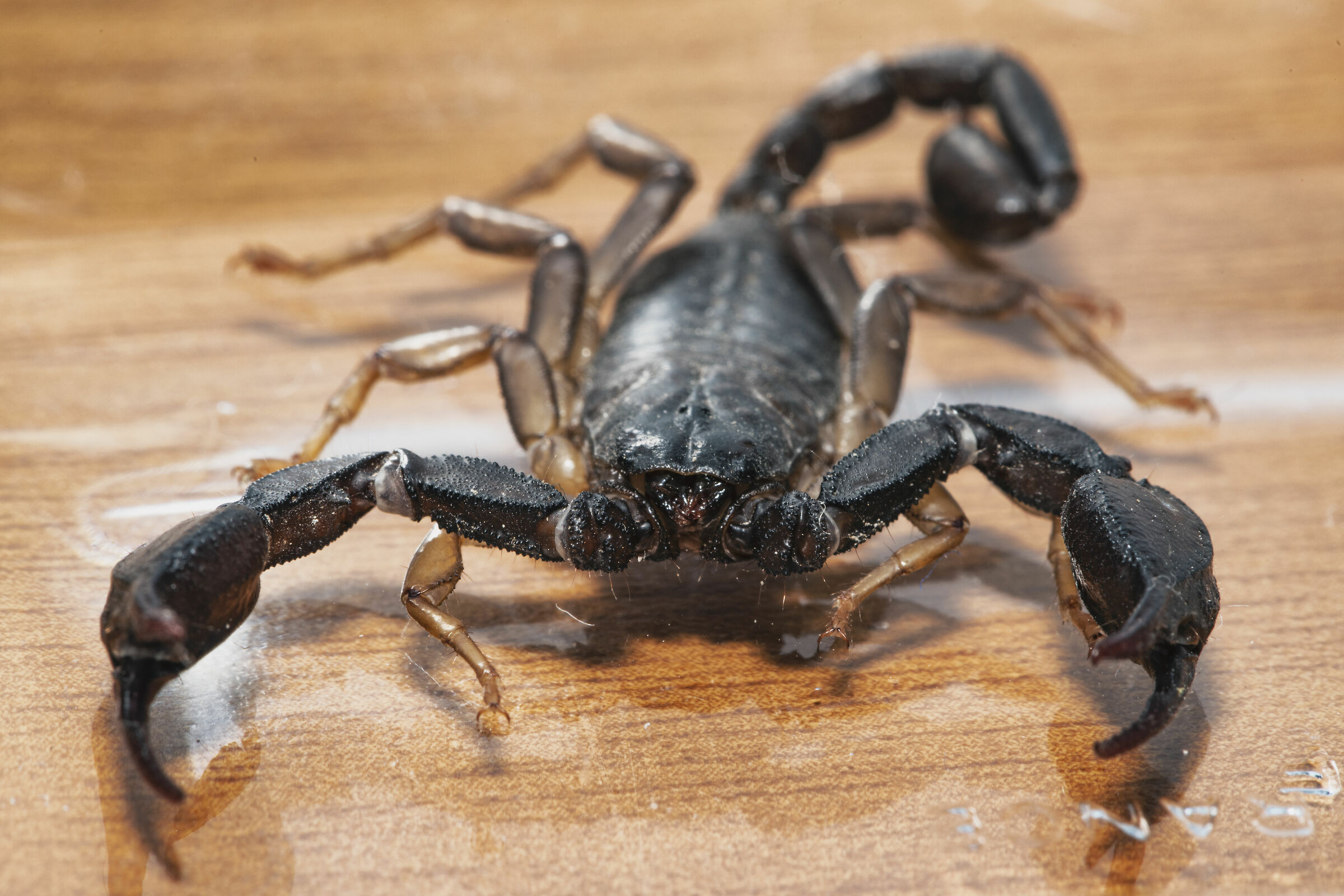 Try macro with Scorpio