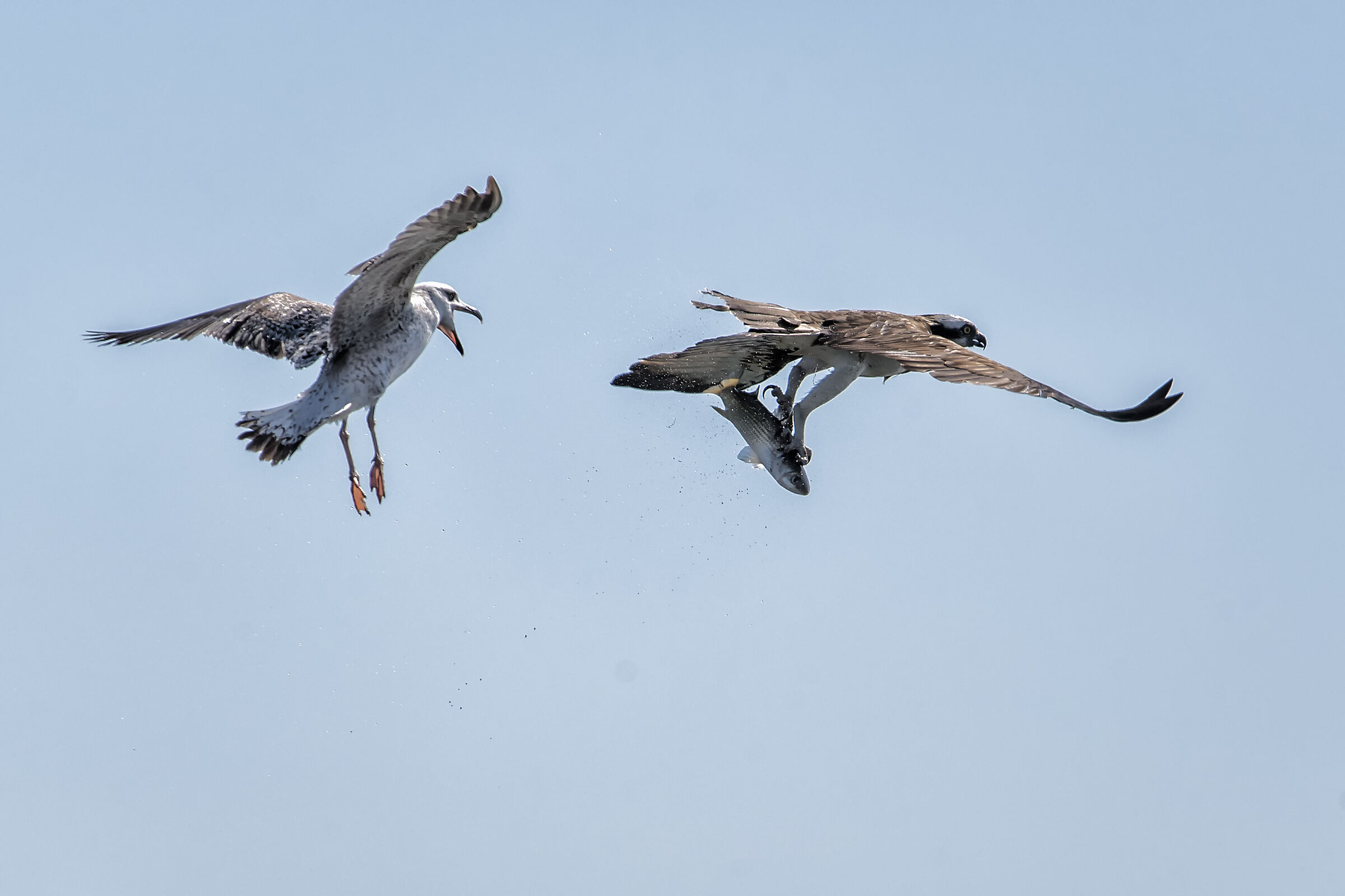 Osprey VS Seagull