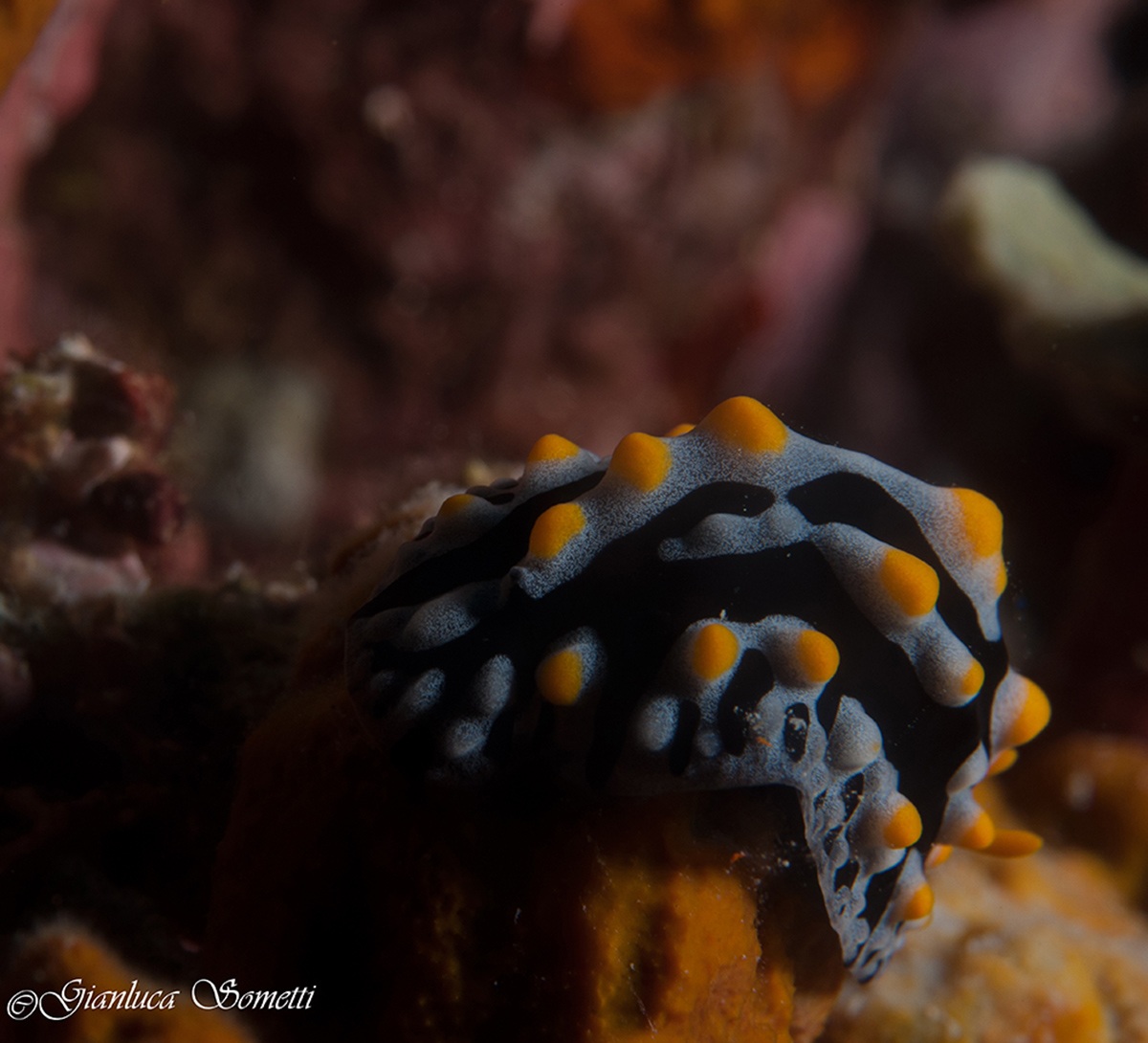 walea- nudibarnco