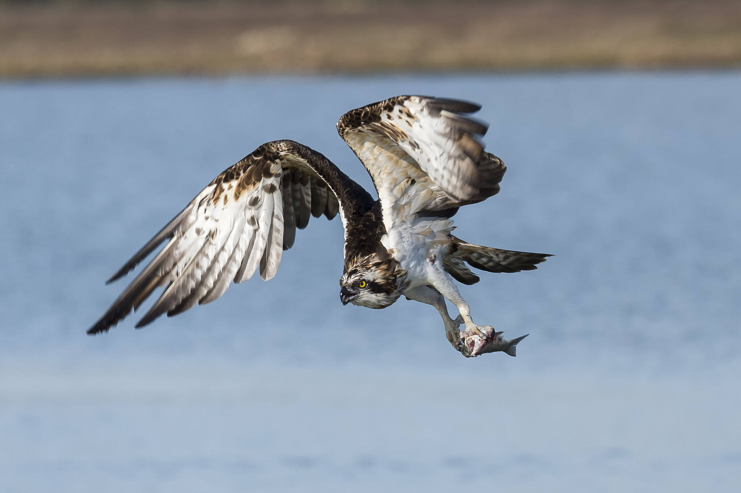 Osprey