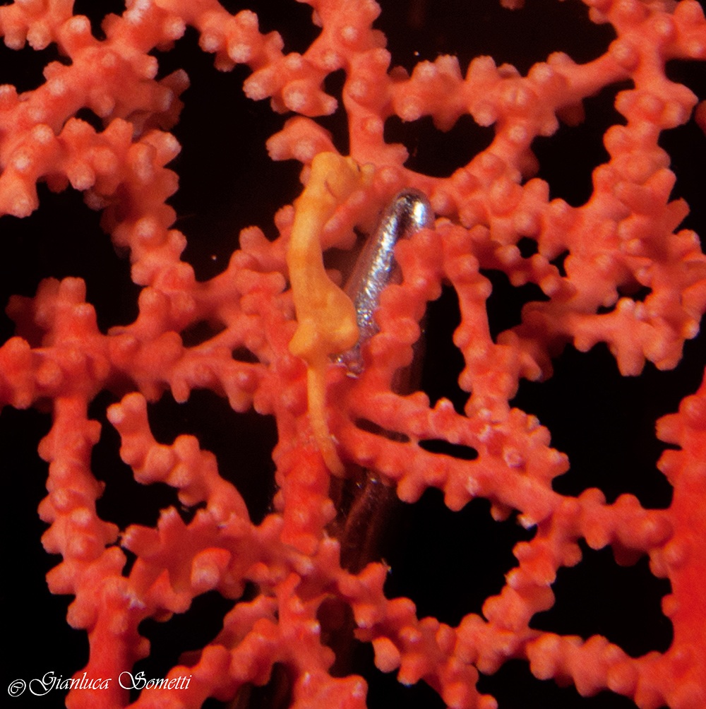 walea - yellow pigmy horse