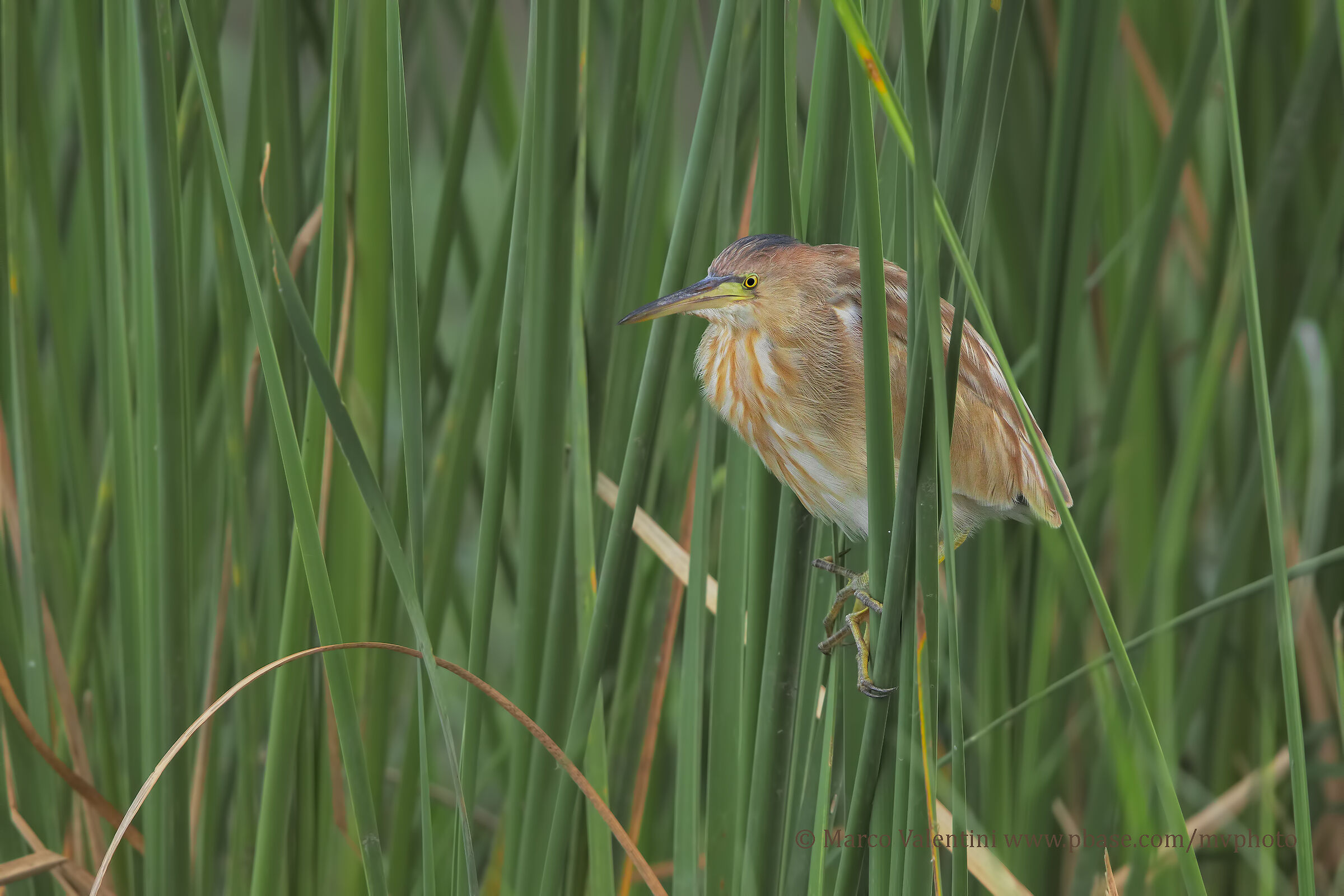 Chinese Bittern
