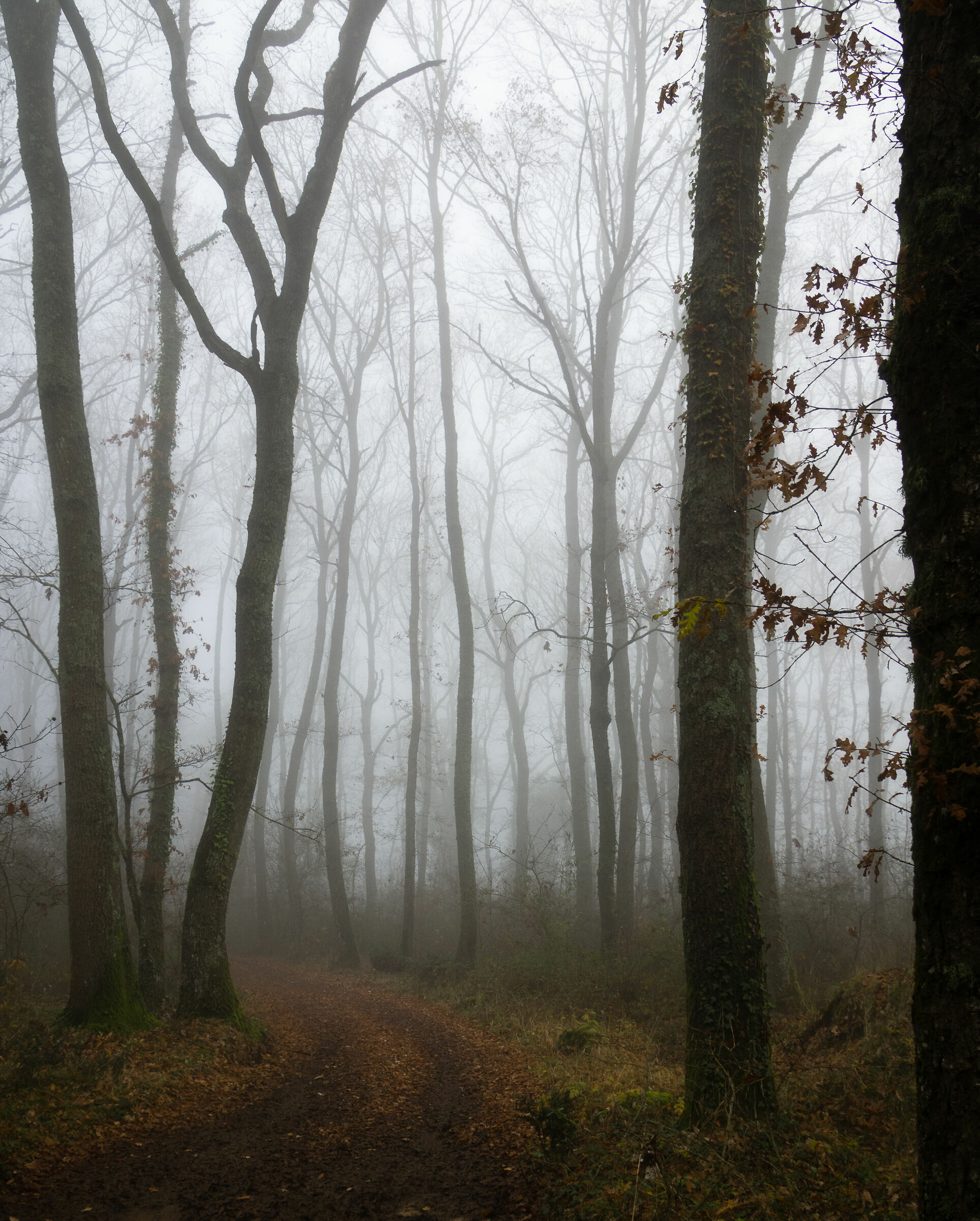 Sentiero nella foresta