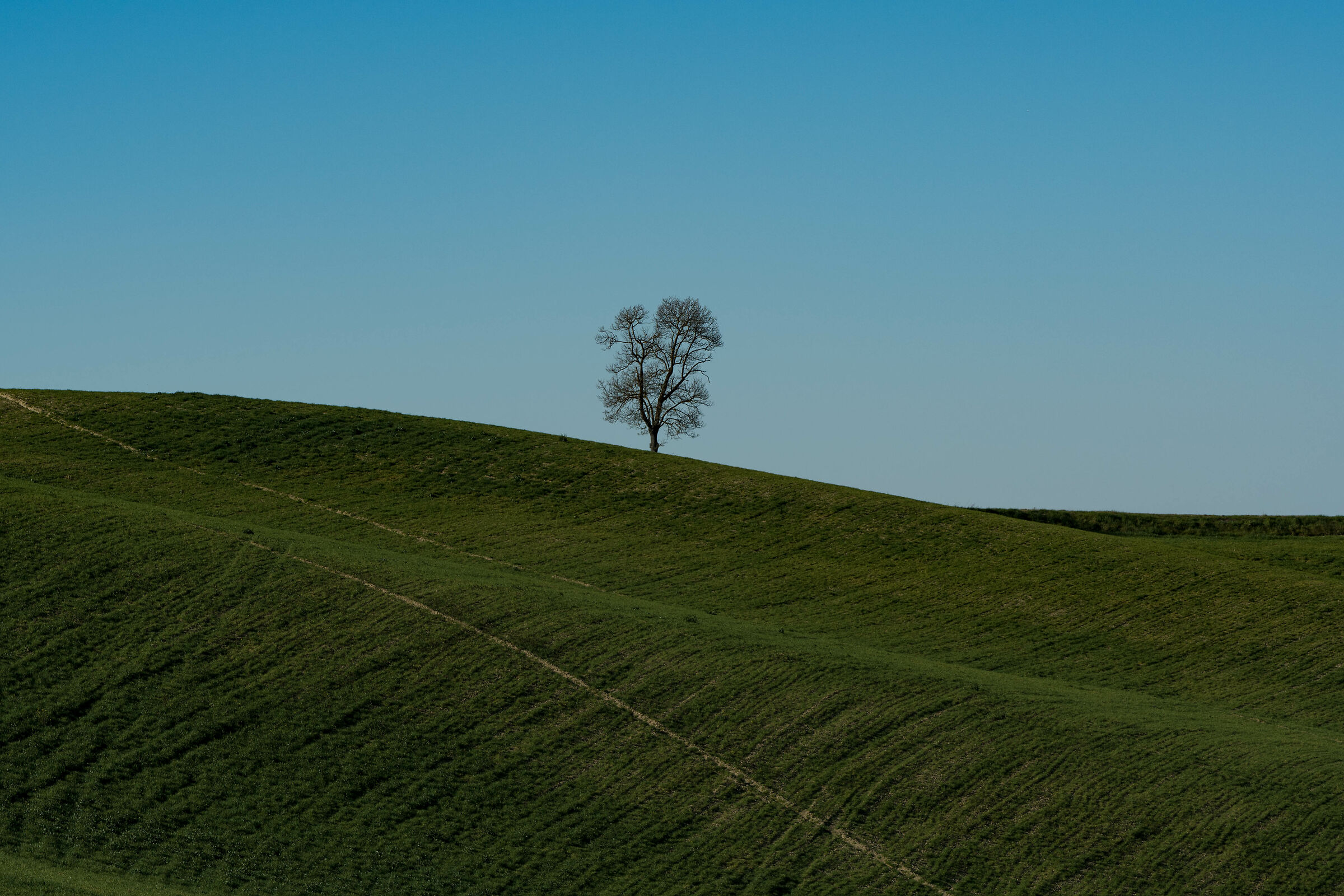 Lonely Tree