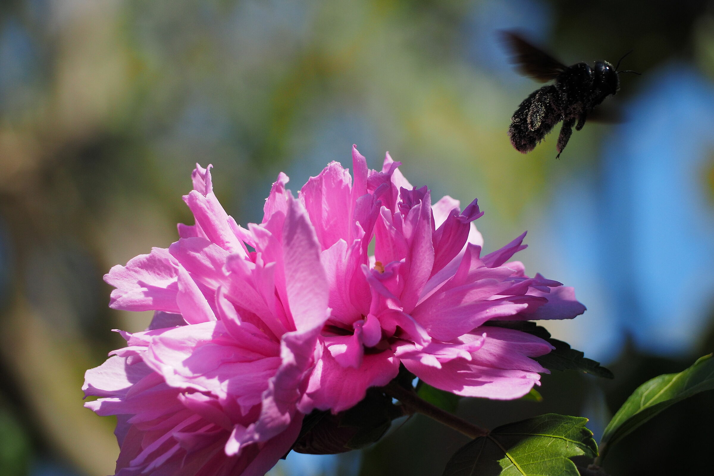 Il volo del calabrone