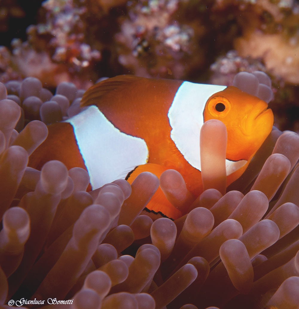 walea - clown fish
