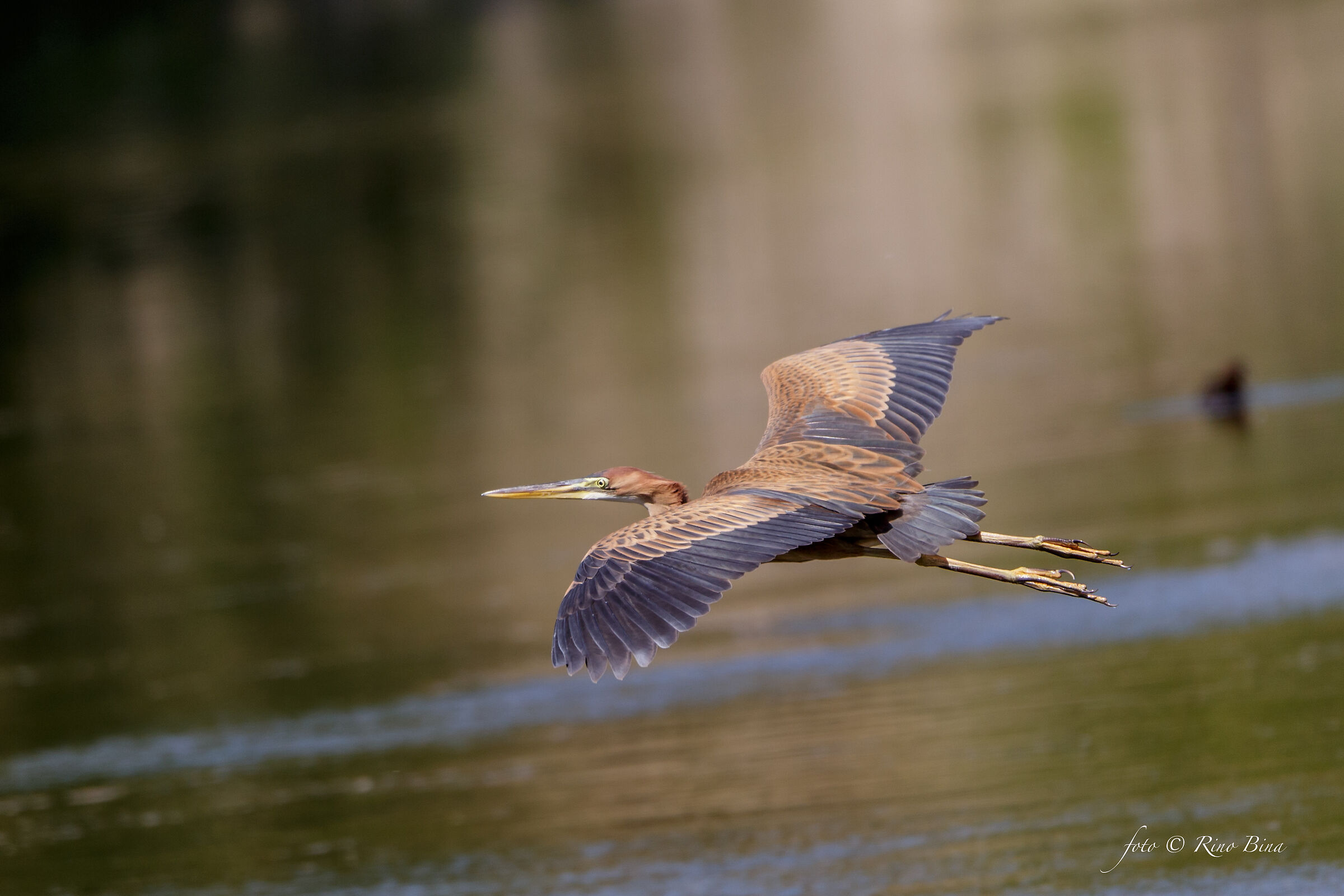 Red Heron