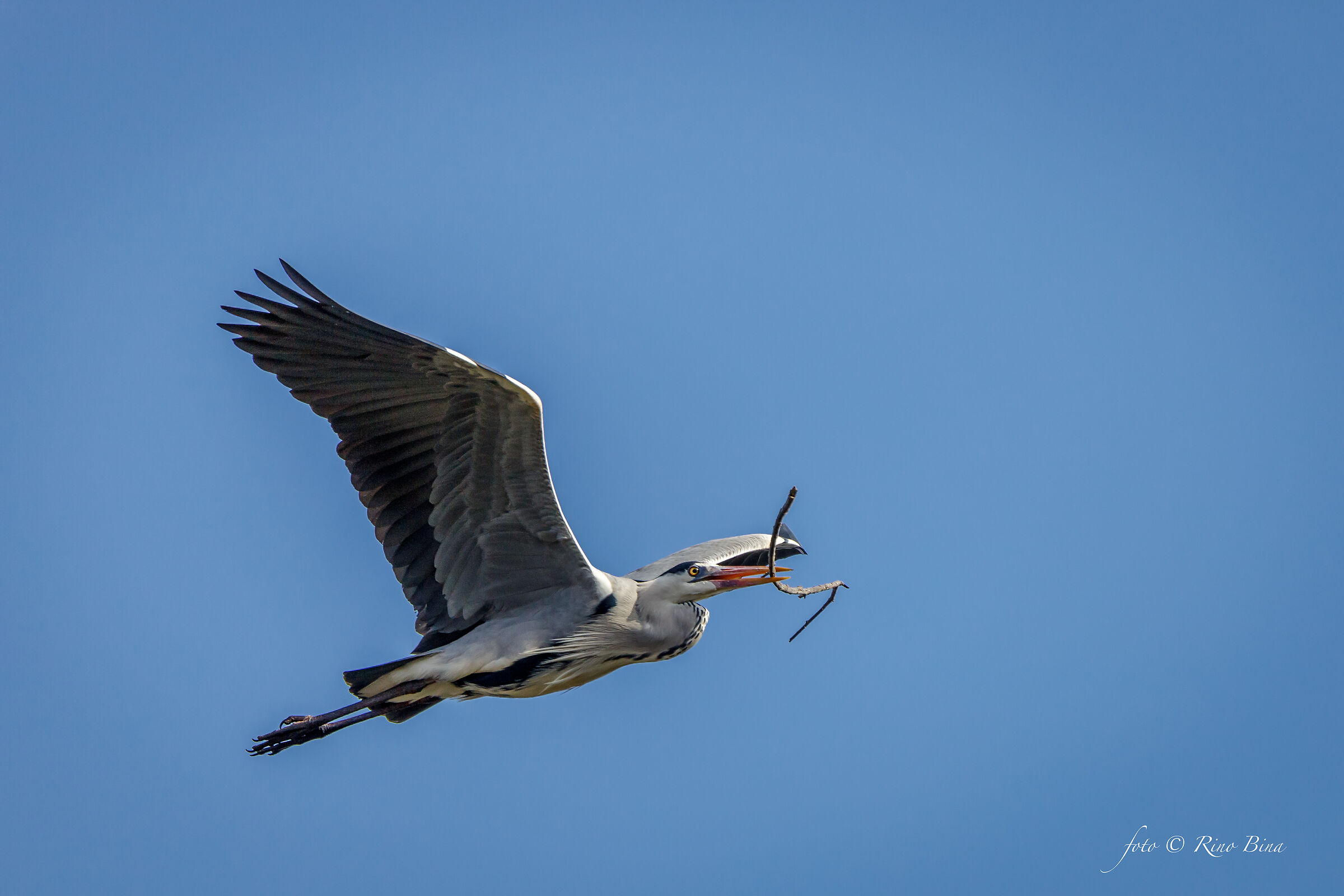 Grey Heron