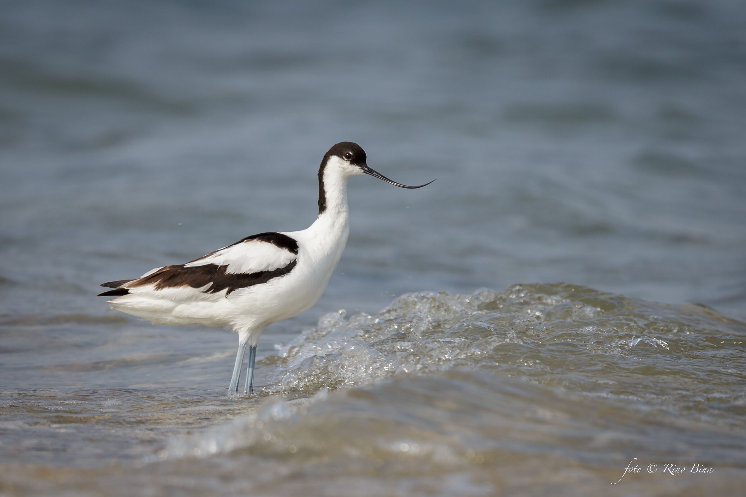 Avocet