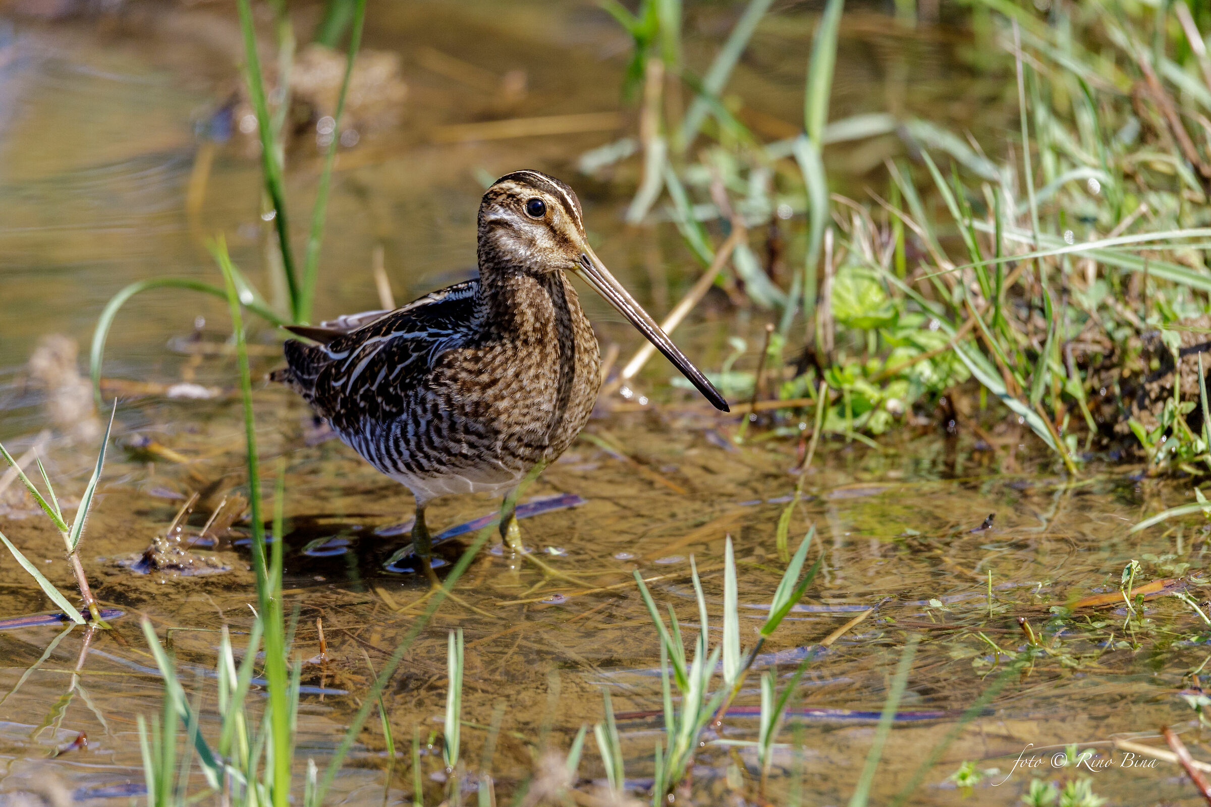 Snipe