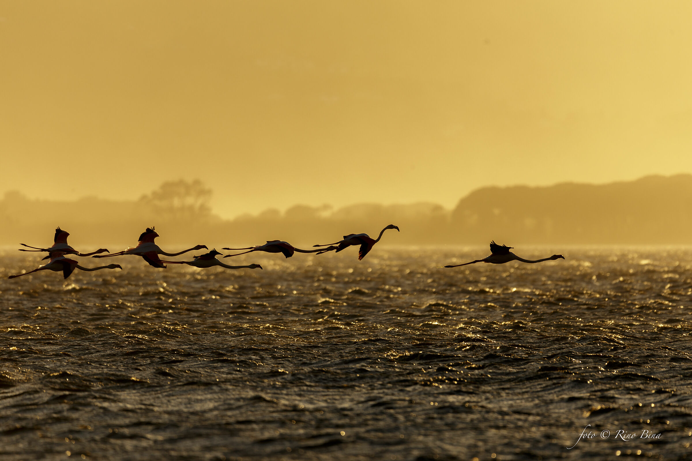 Flamingos at sunset