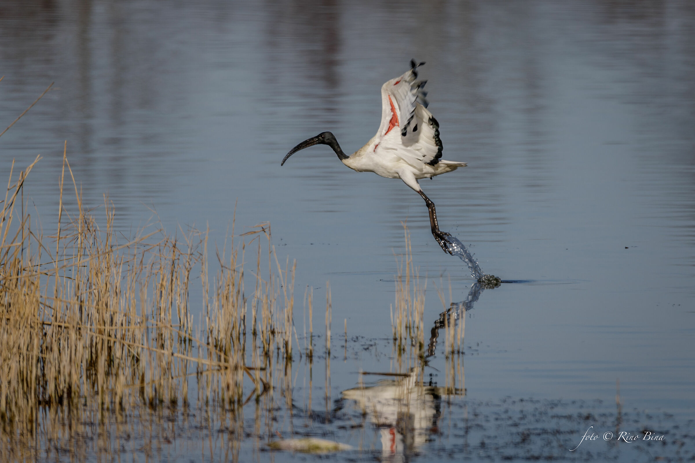 Sacred Ibis