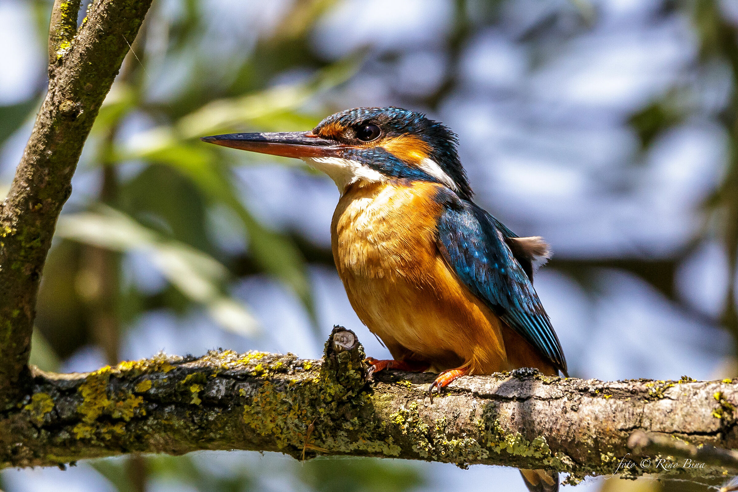 Kingfisher