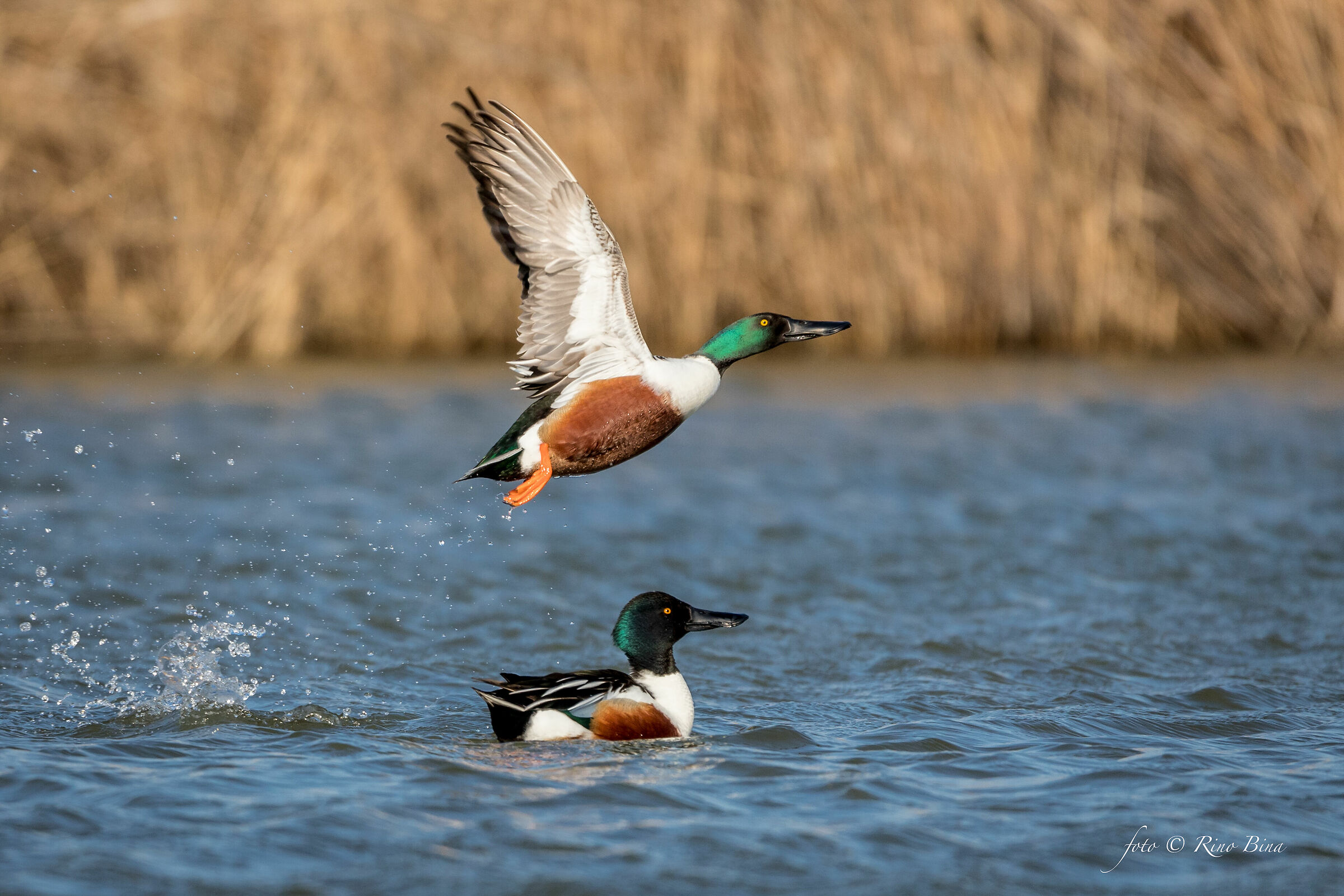 The Shoveler jump