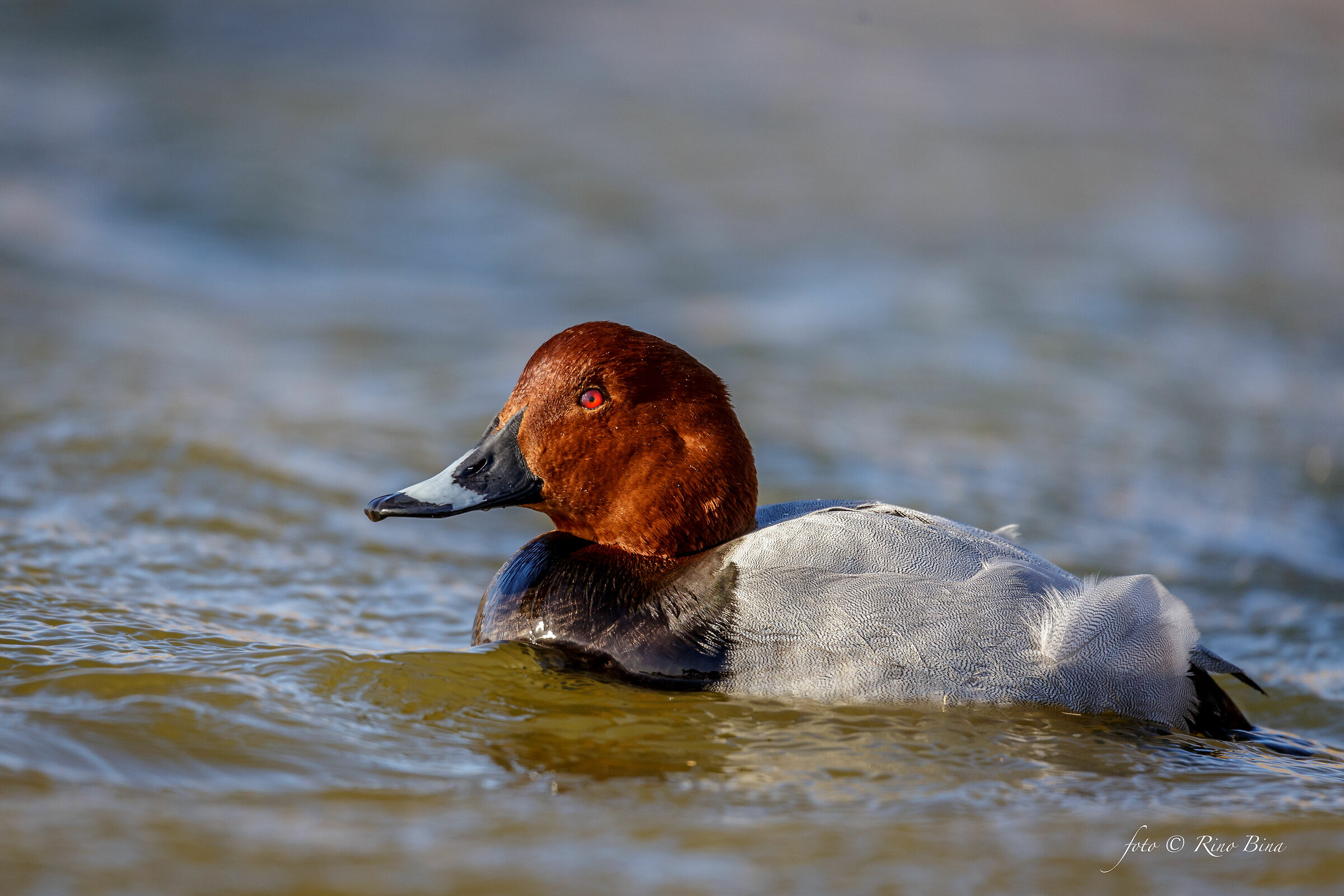 Pochard