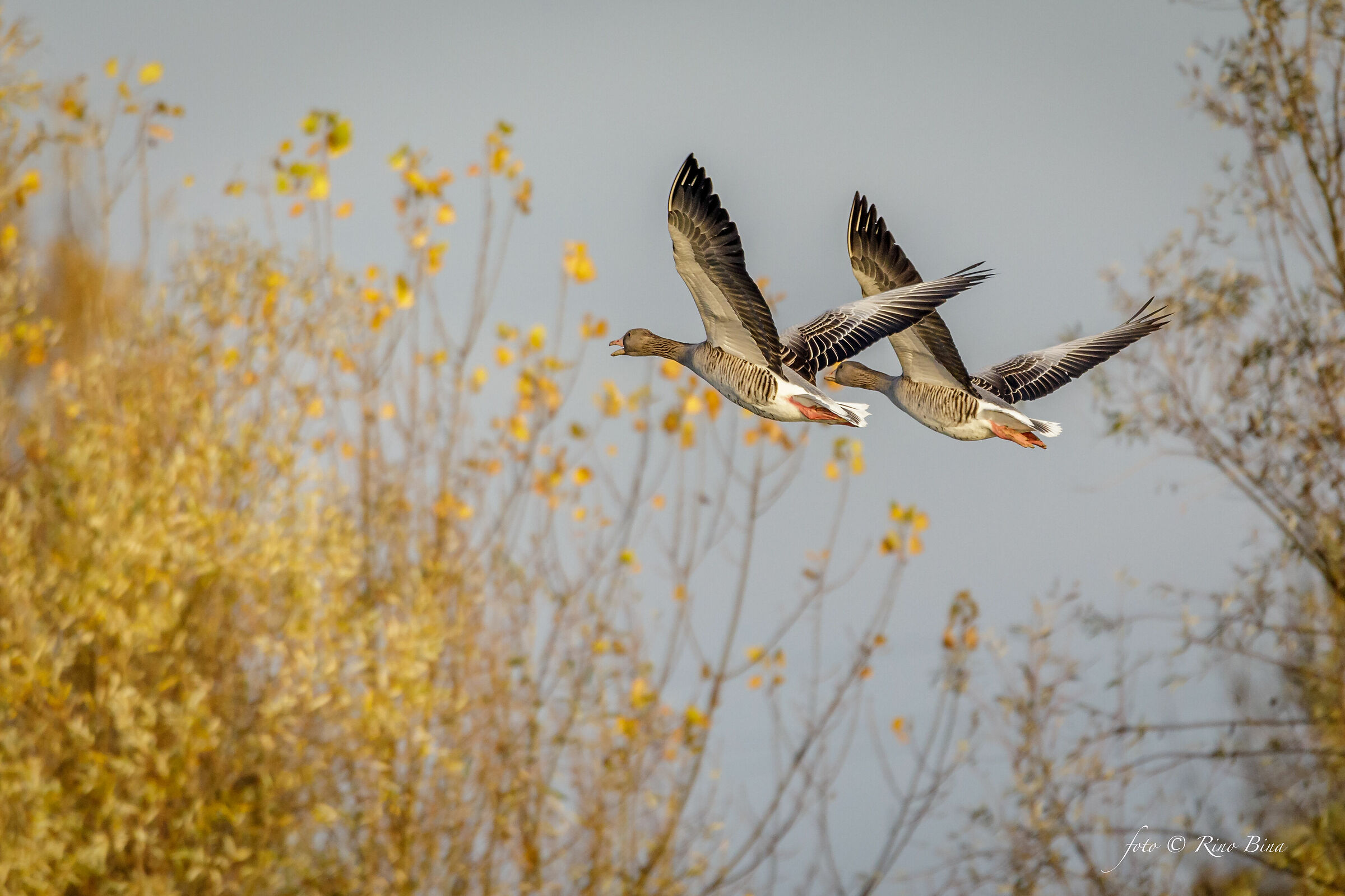Goose