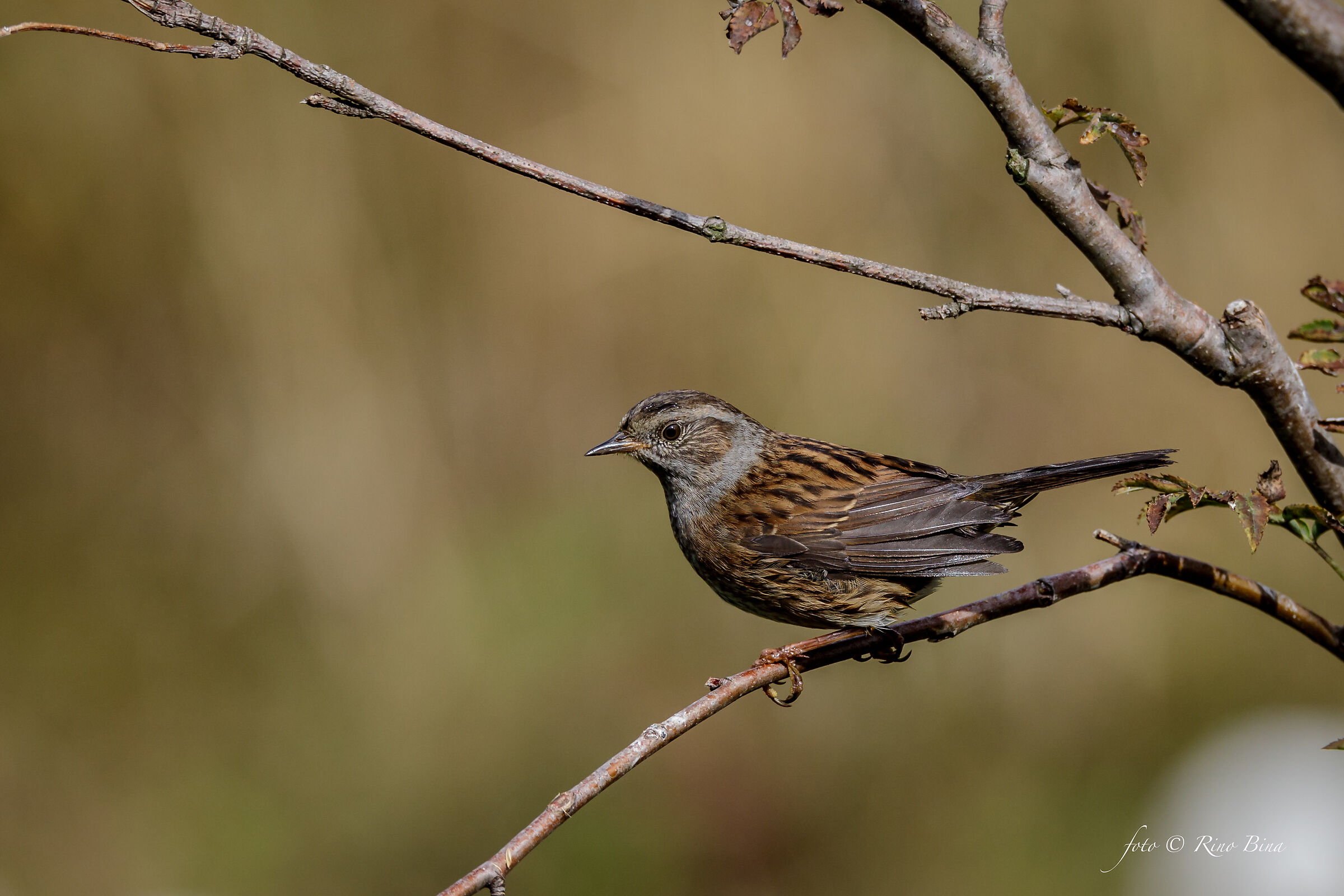 Passera Dunnock