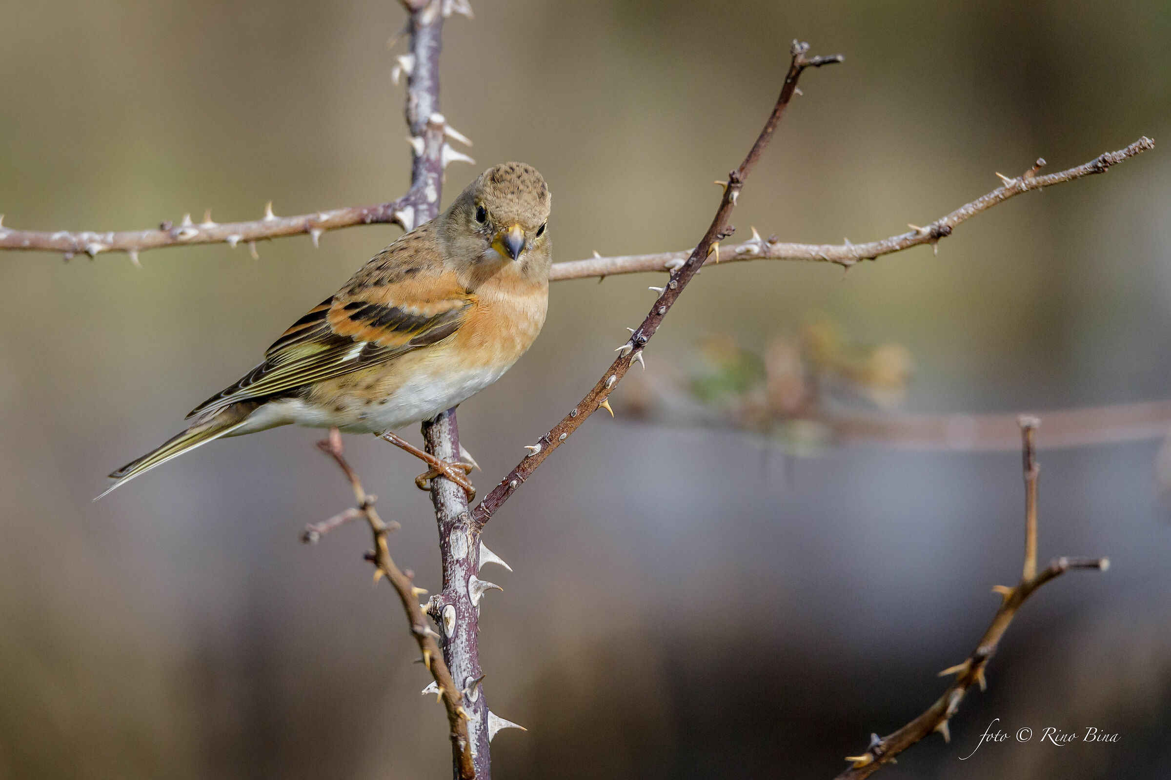 Brambling