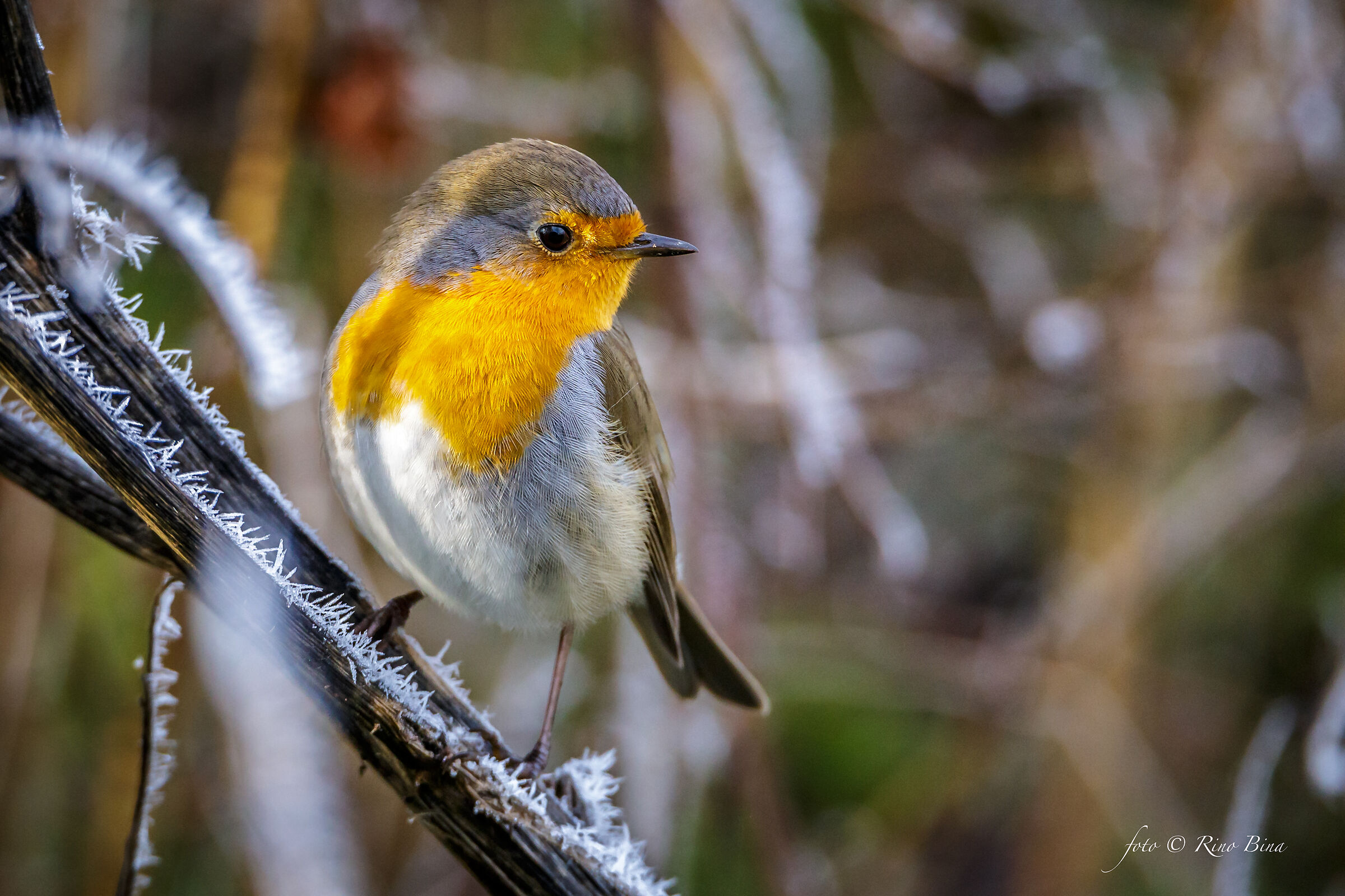 Robin