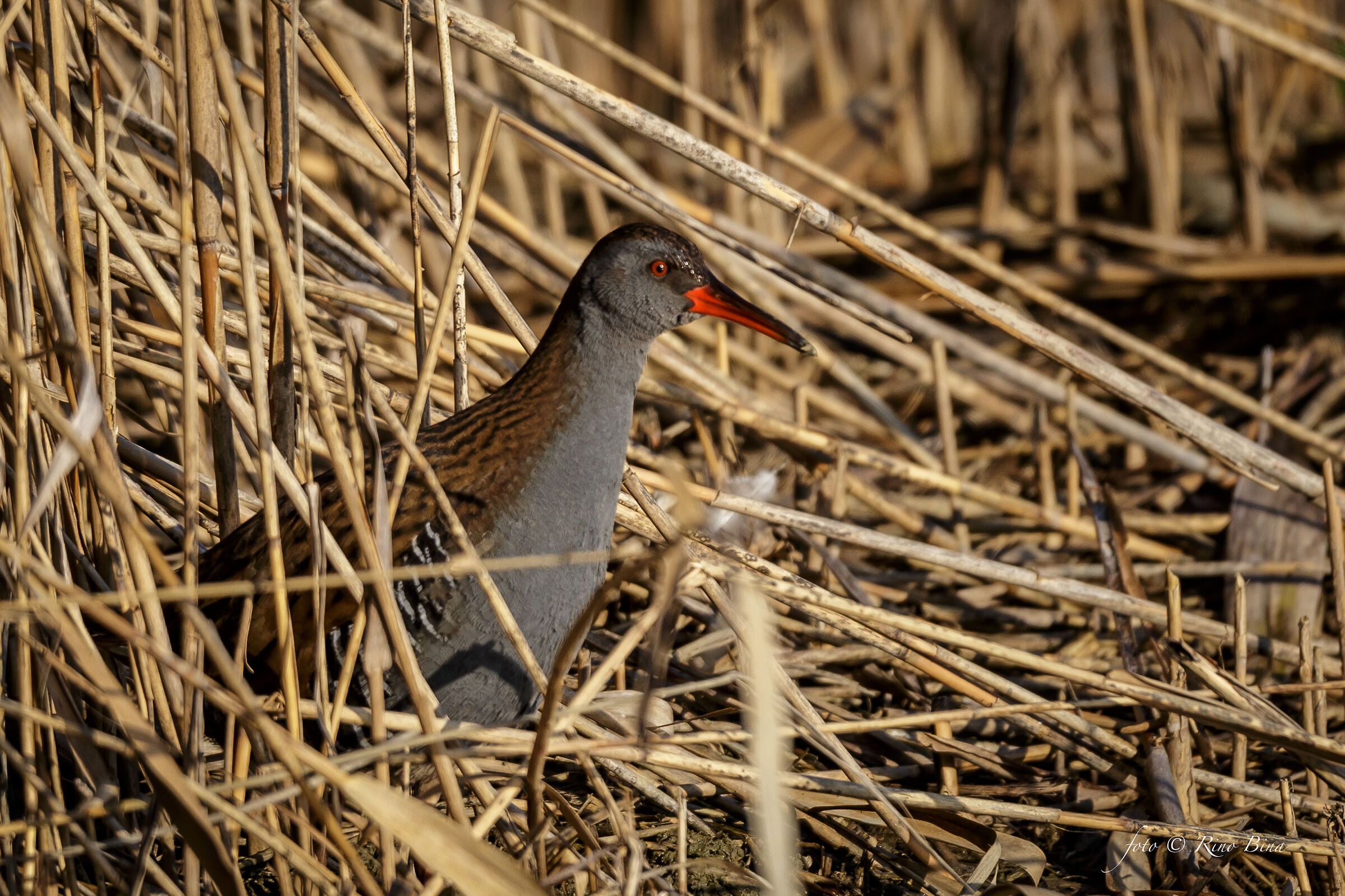 Water Rail