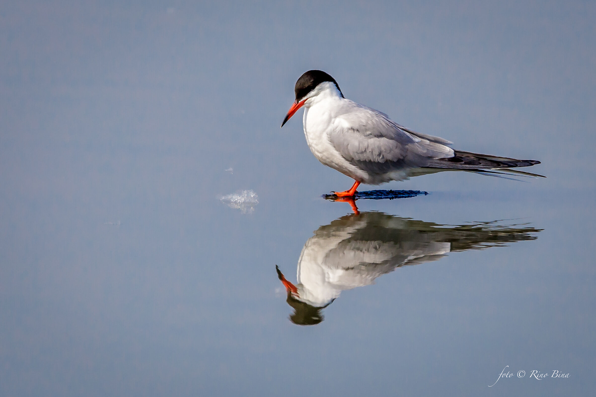Tern