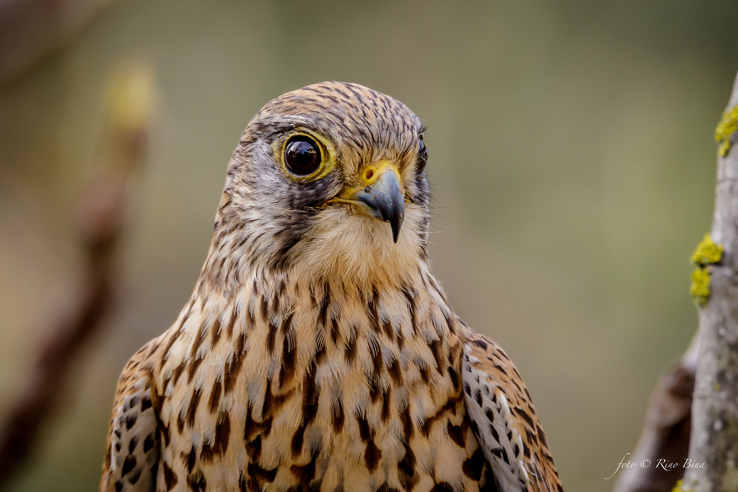 Kestrel