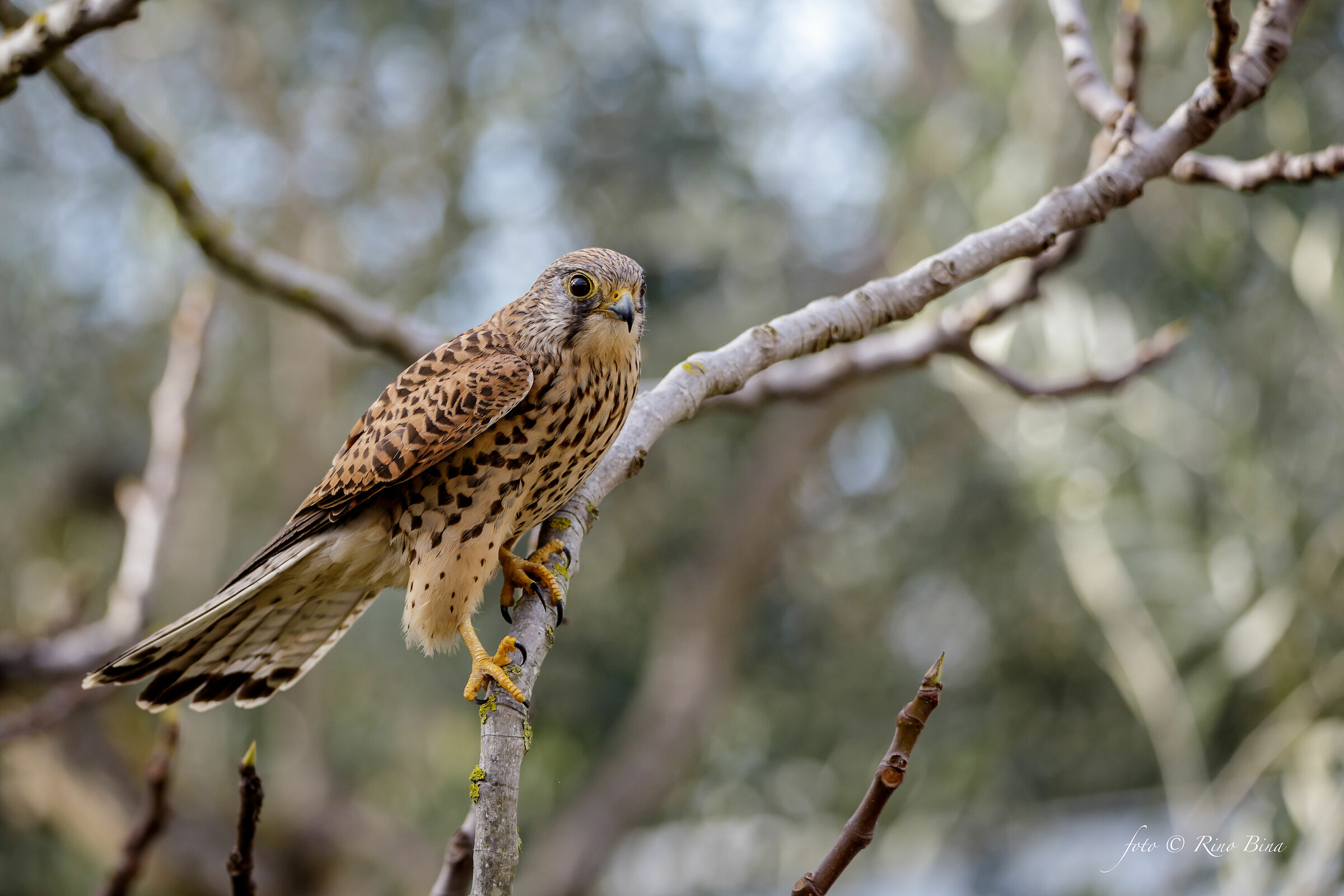 Kestrel