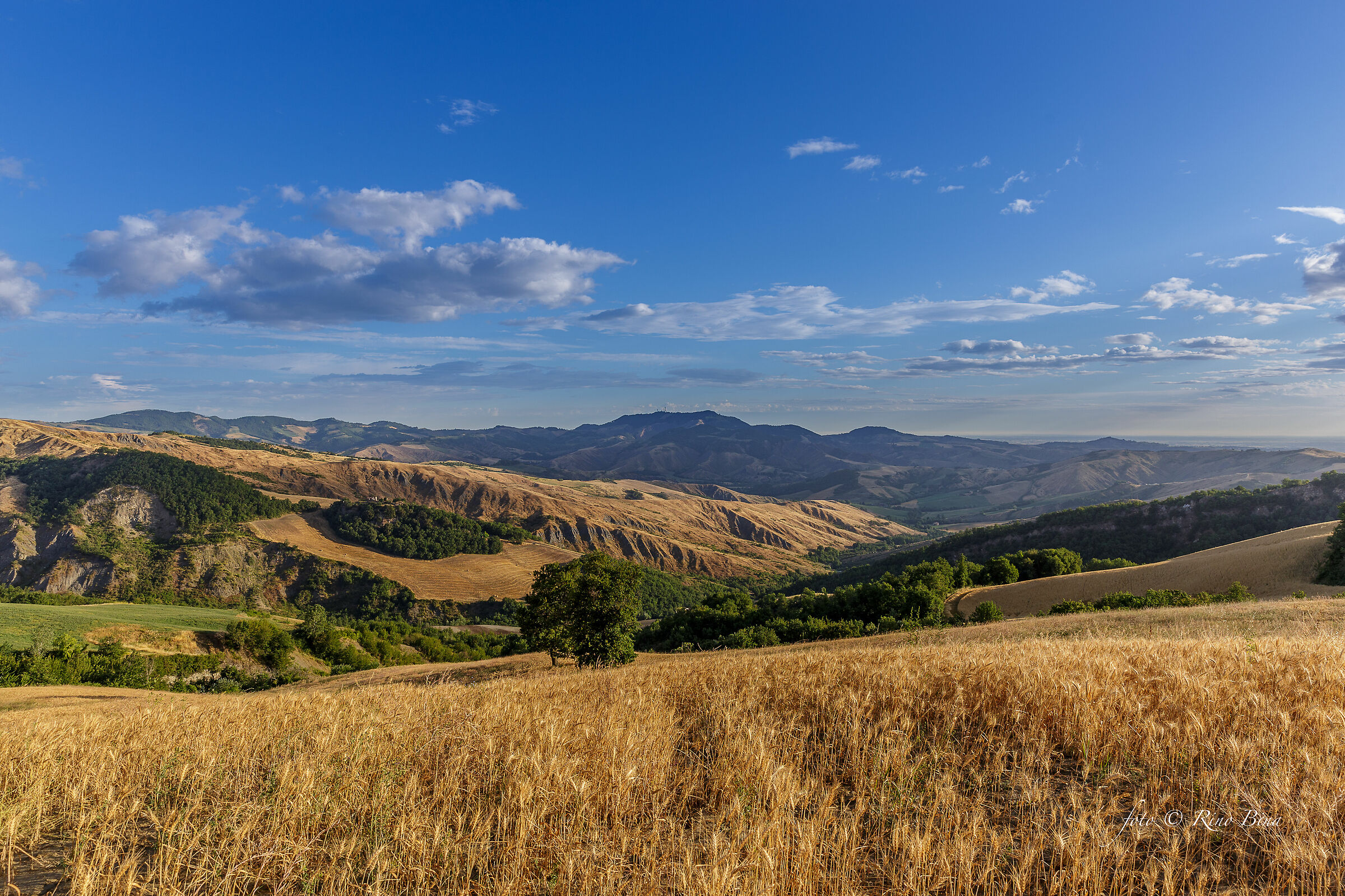 Plaster-Sasso Leone-BO