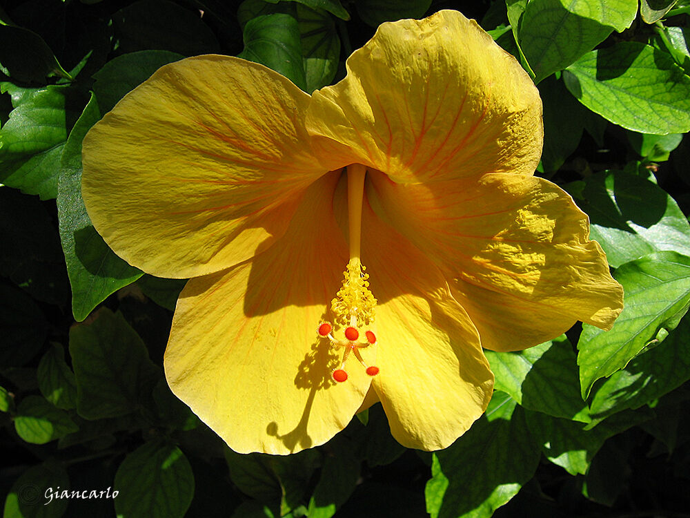 Yellow is the color closest to the light.