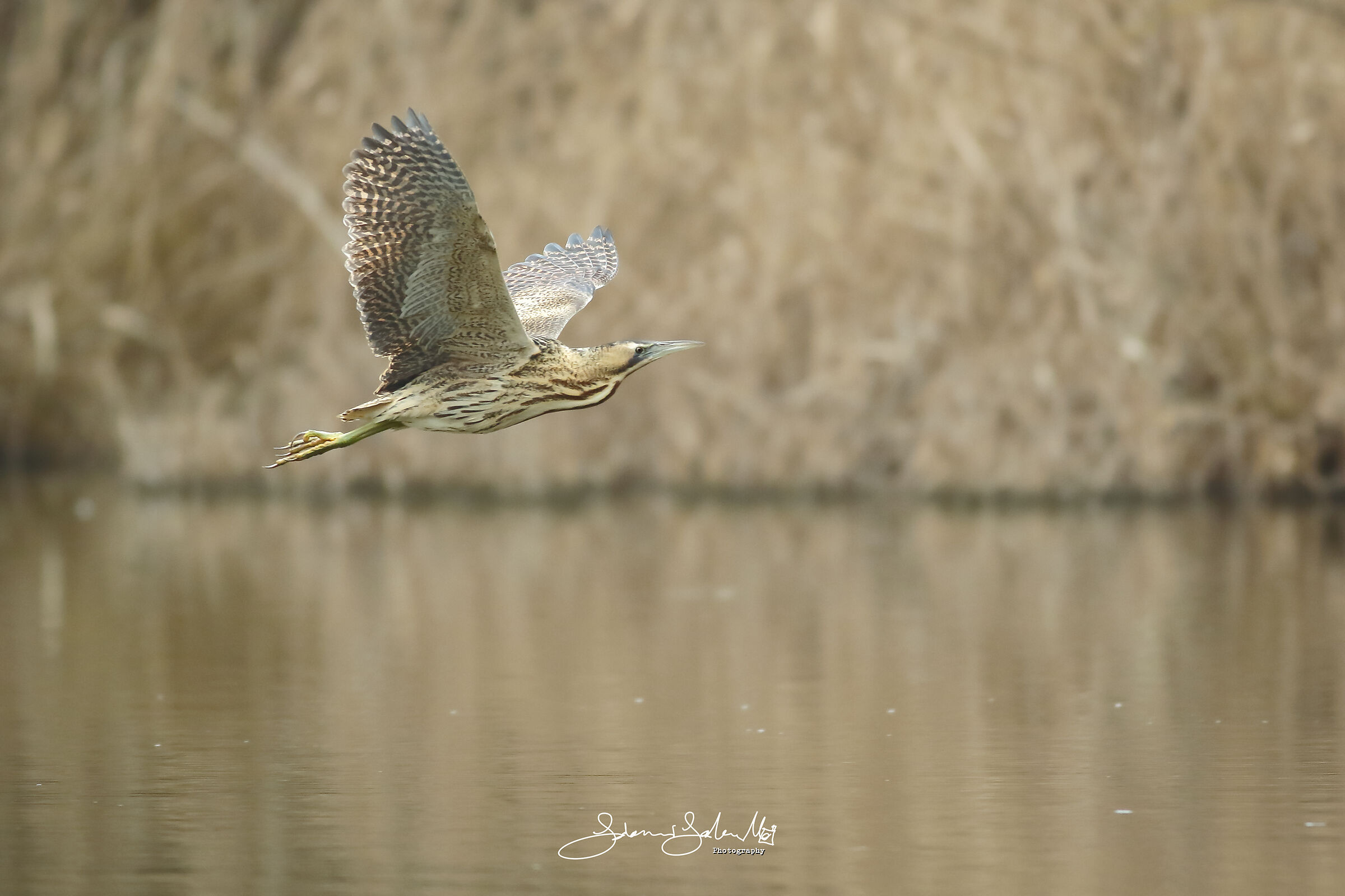 Il volo del Tarabuso (Botaurus stellaris-LINNAEUS 1758)