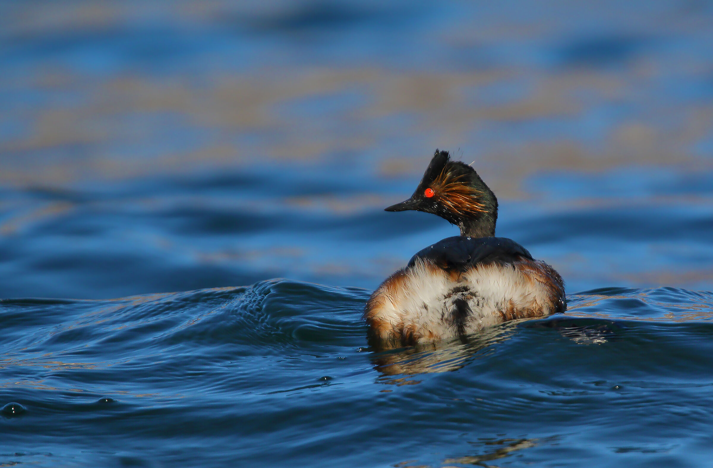 Grebe Little Livery