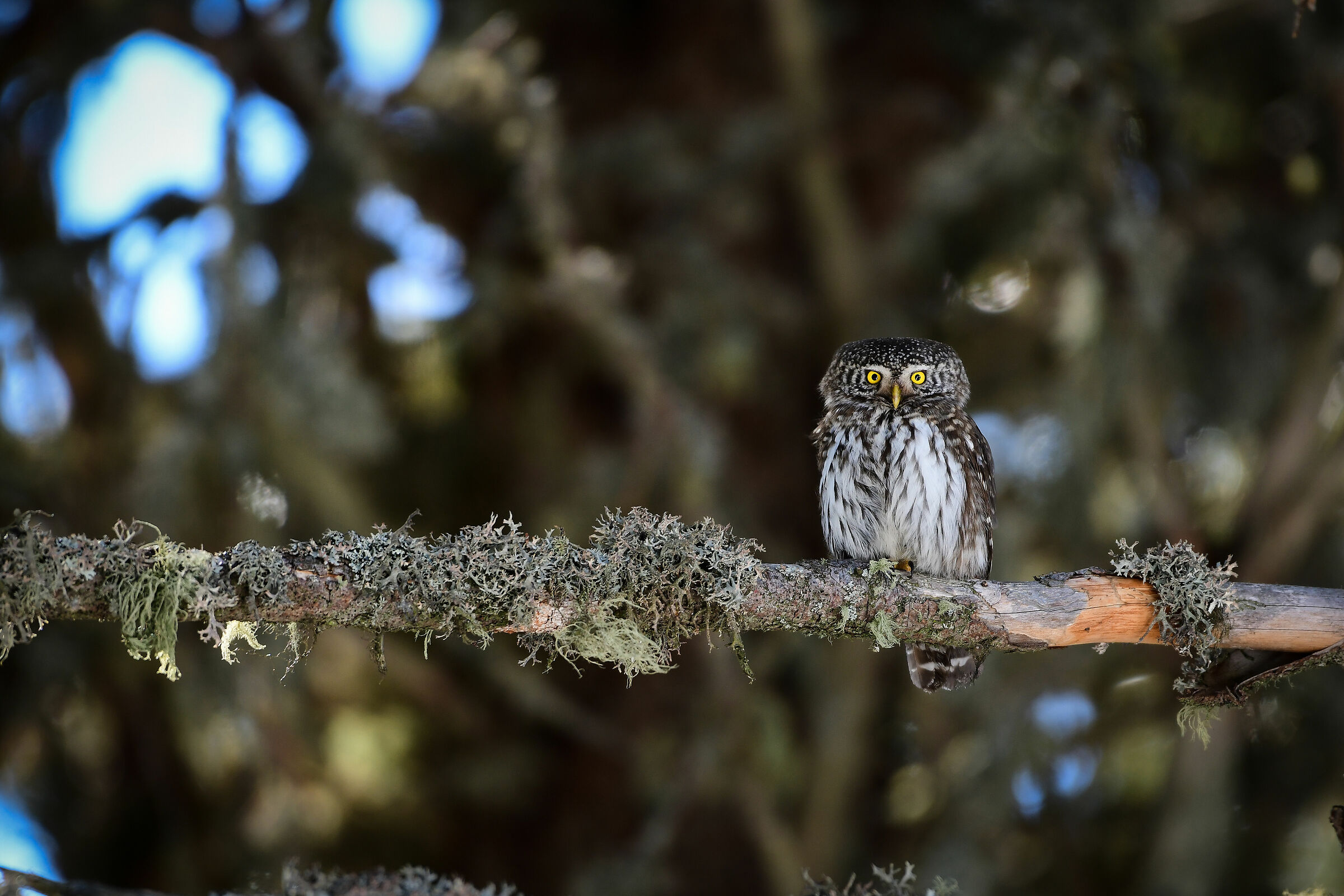 Civetta nana Siiiiiiiiiiii