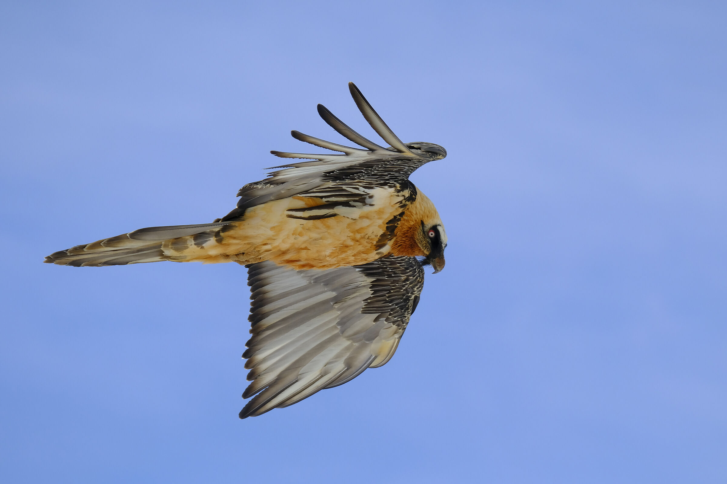 Bearded Vulture
