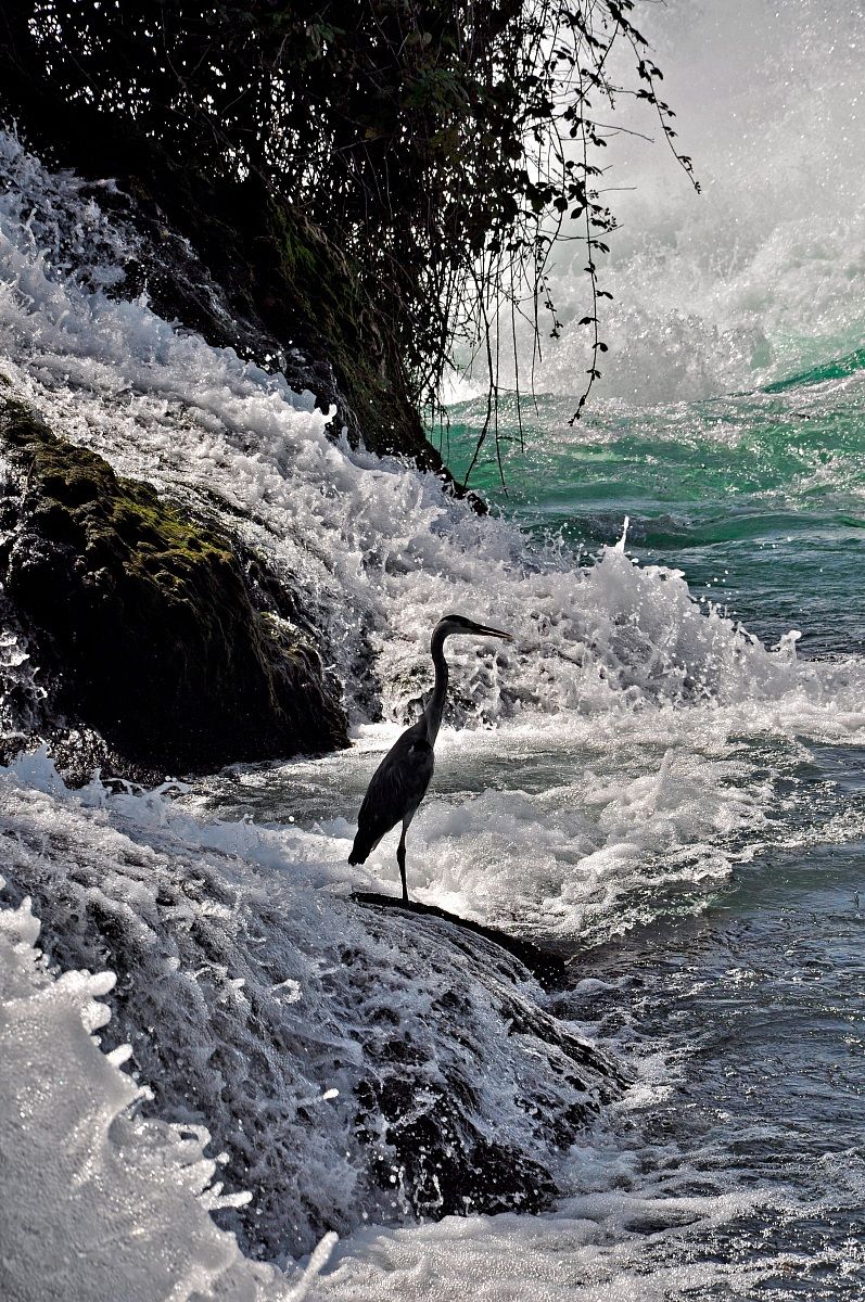 who catches the fish