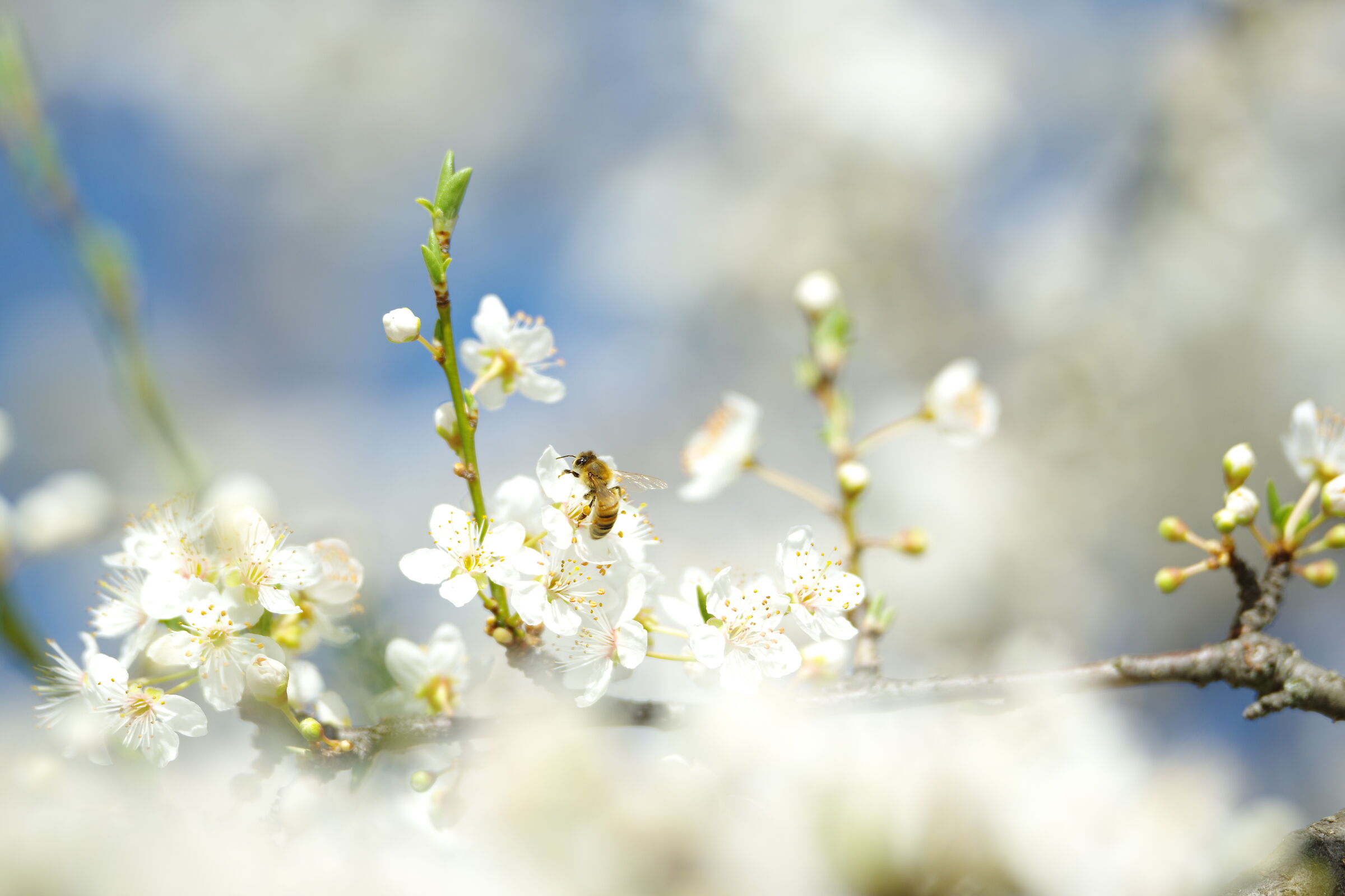 Sembra già Primavera
