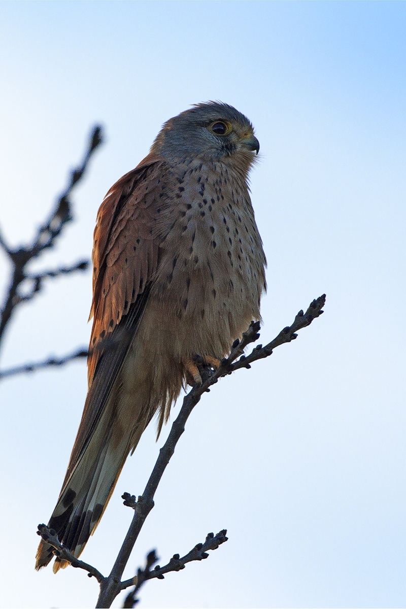 Gheppio  kestrel