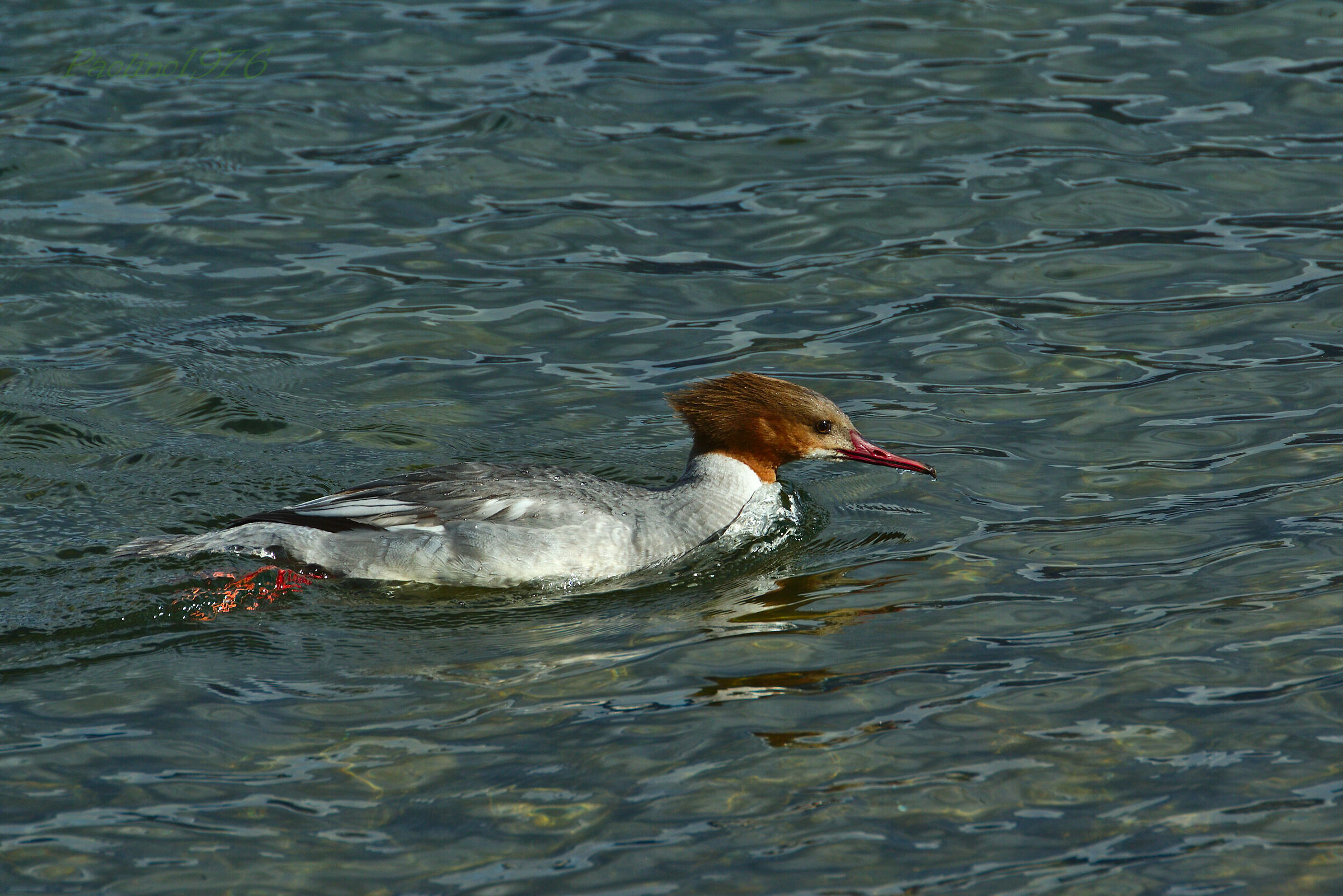 Smergo Maggiore Femmina Giovane