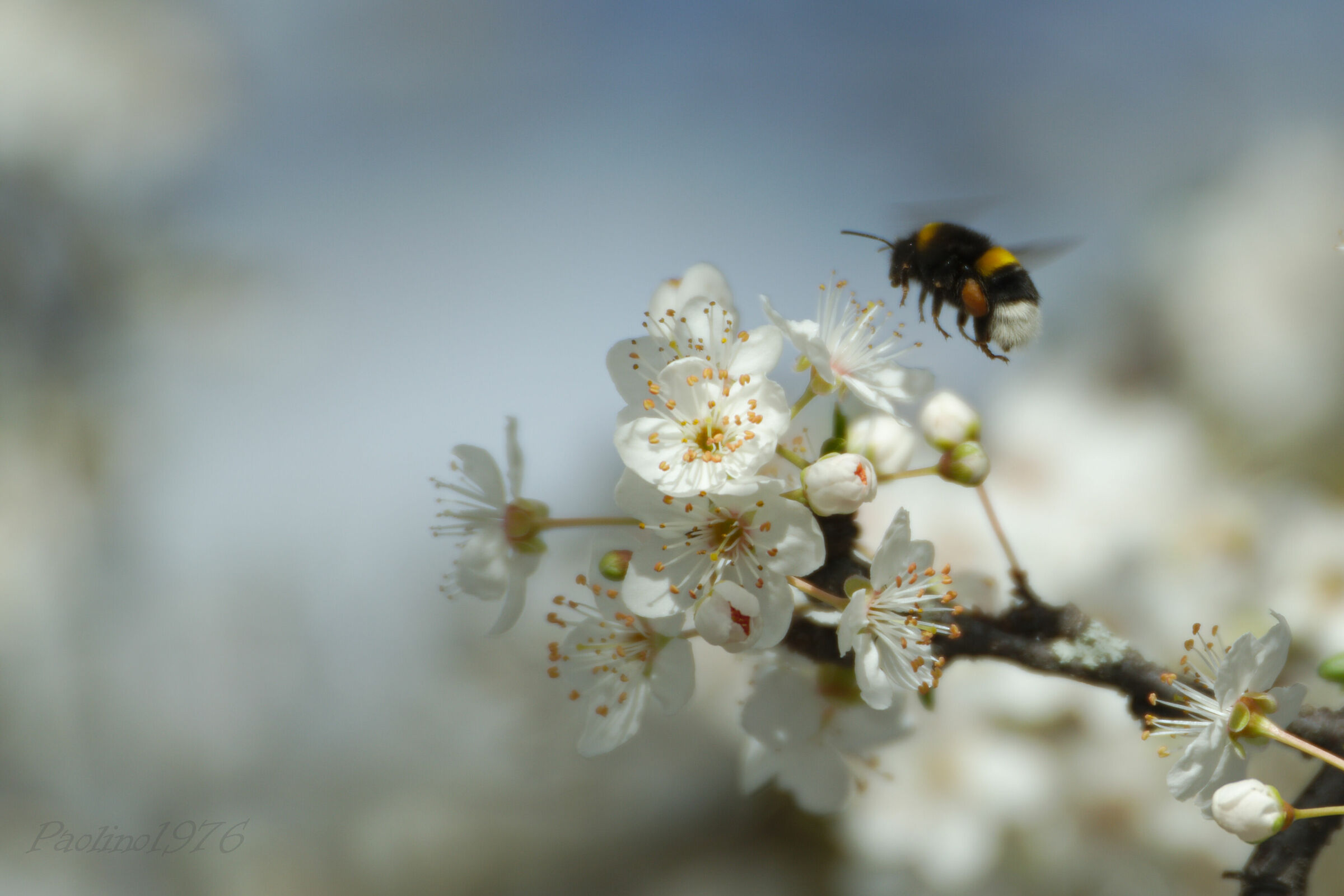 Bombo Looking for Nectar