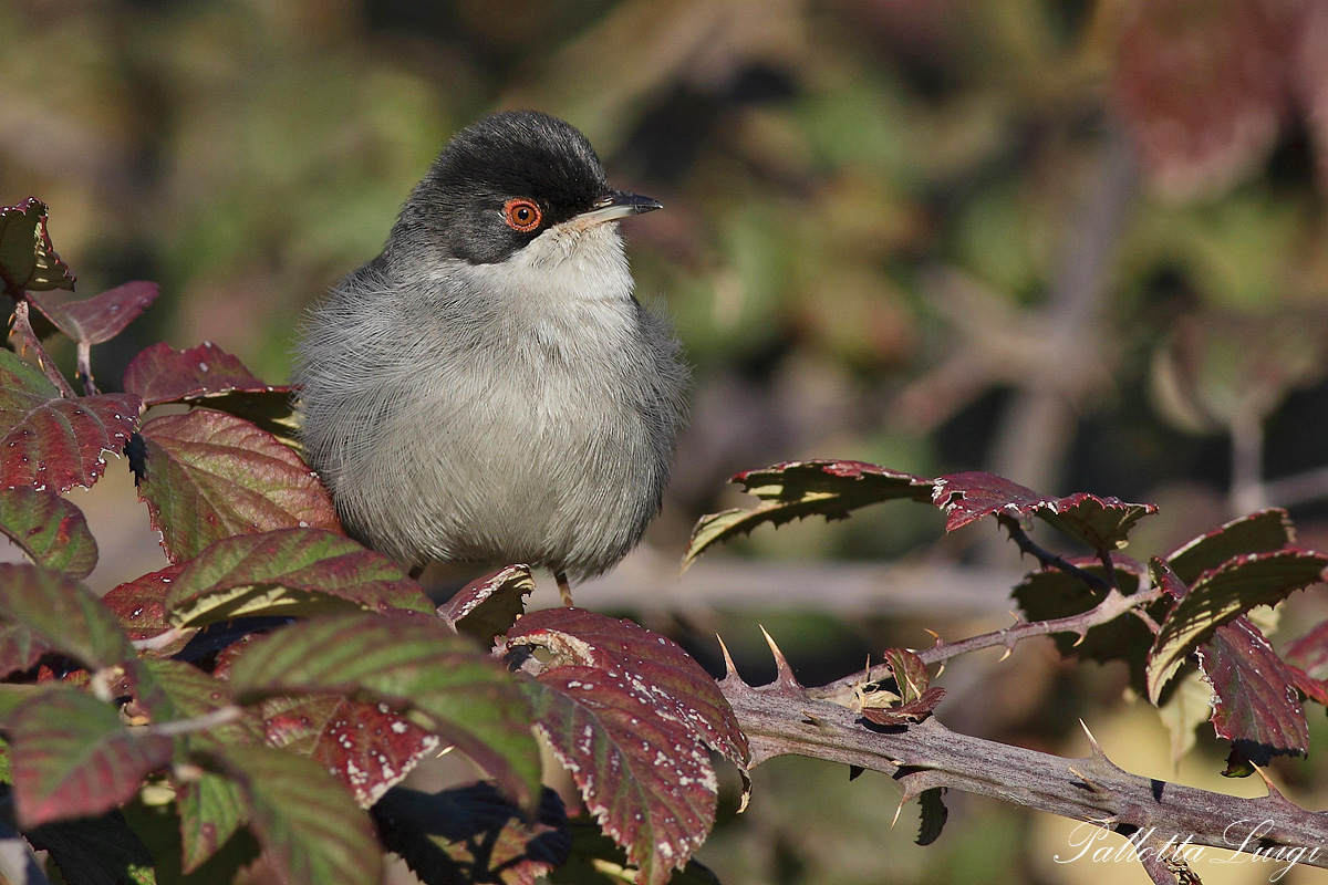 Occhiocotto (Sylvia melanocephala)