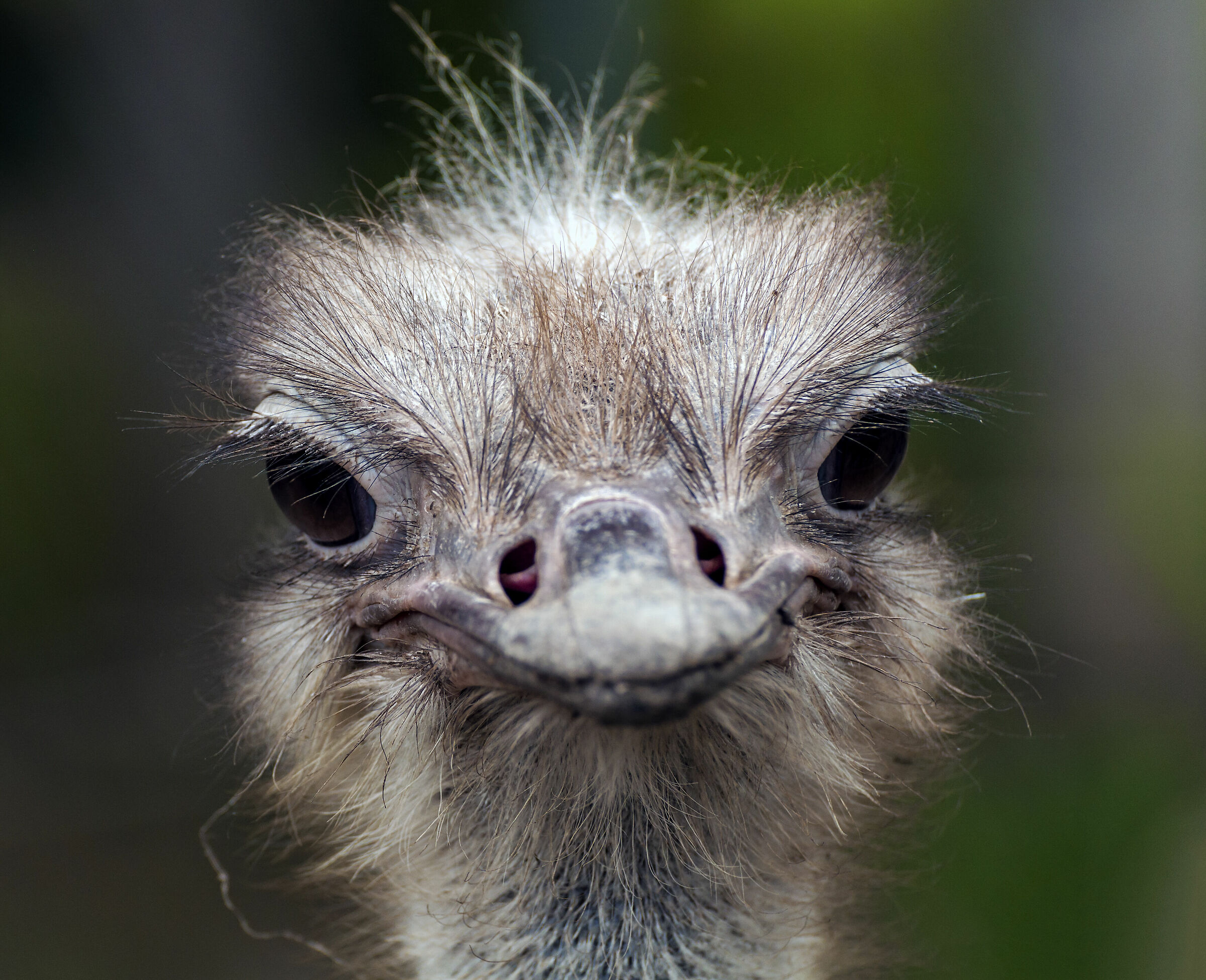 The beauty of ugliness