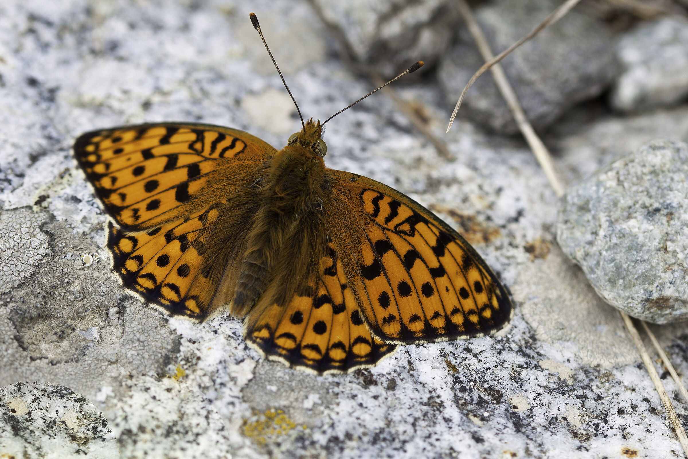 Argynnis