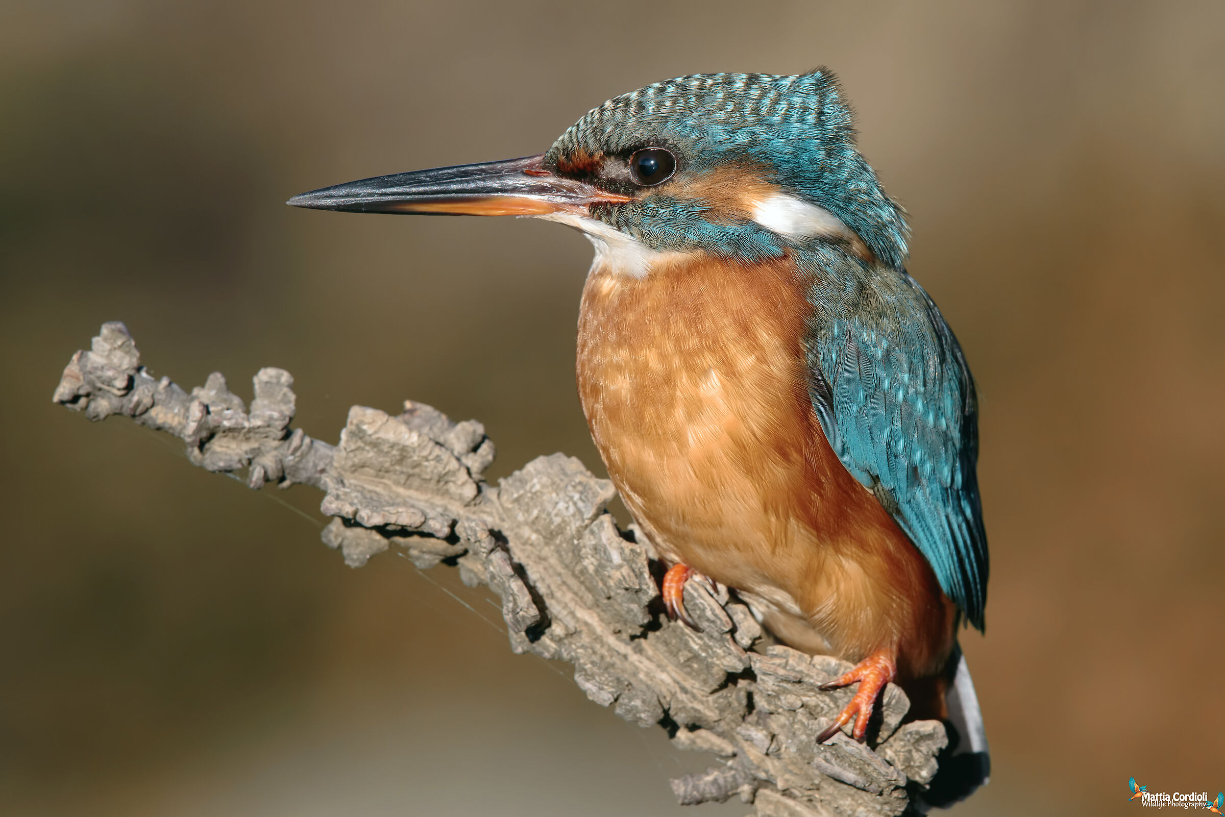 Kingfisher