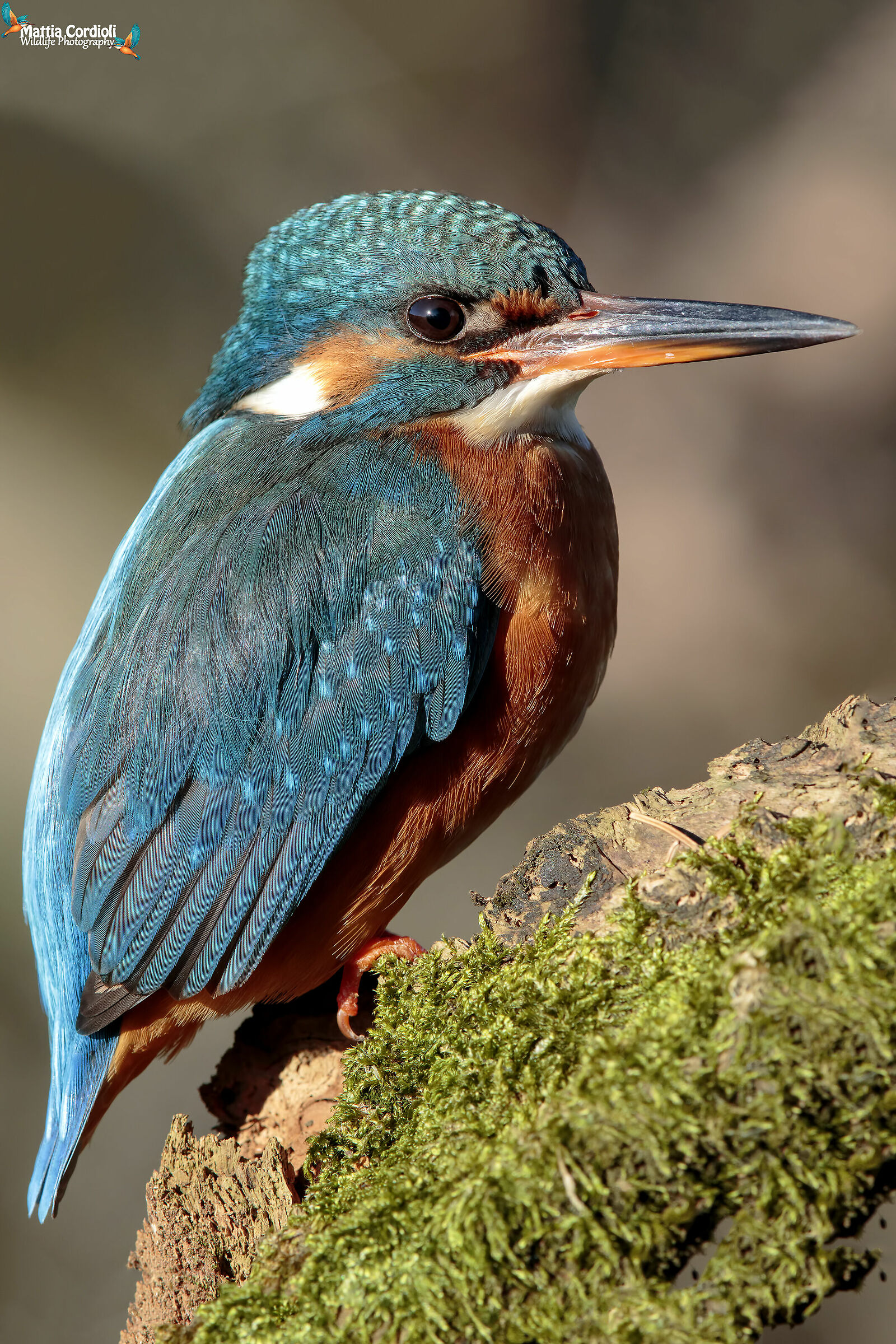 Kingfisher