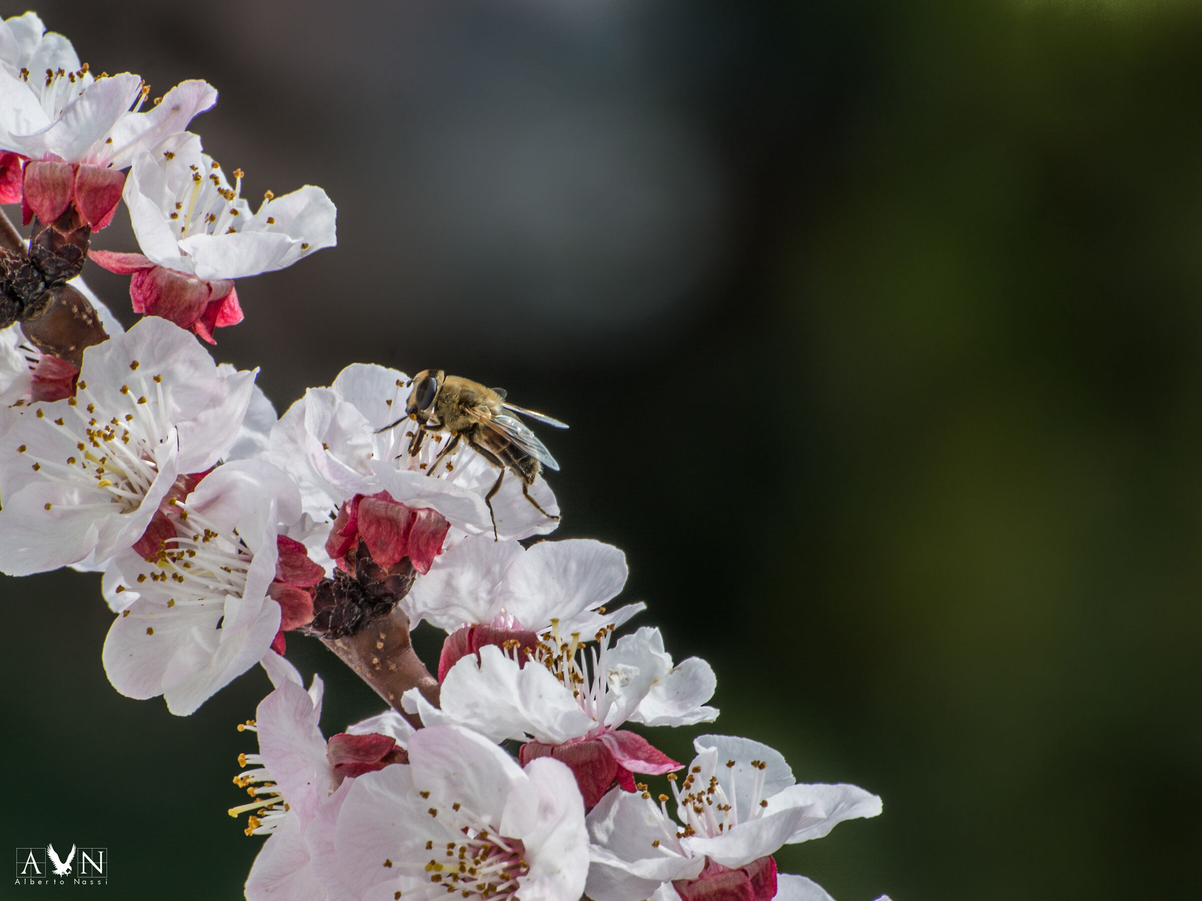 The Albicco is in full bloom and many are the guests