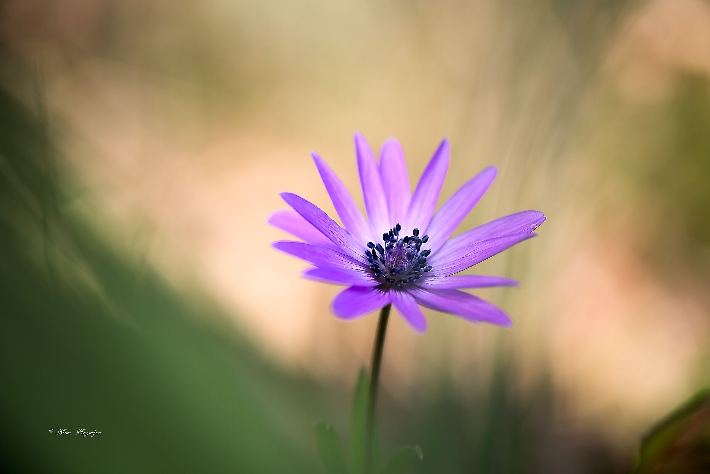 Anemone