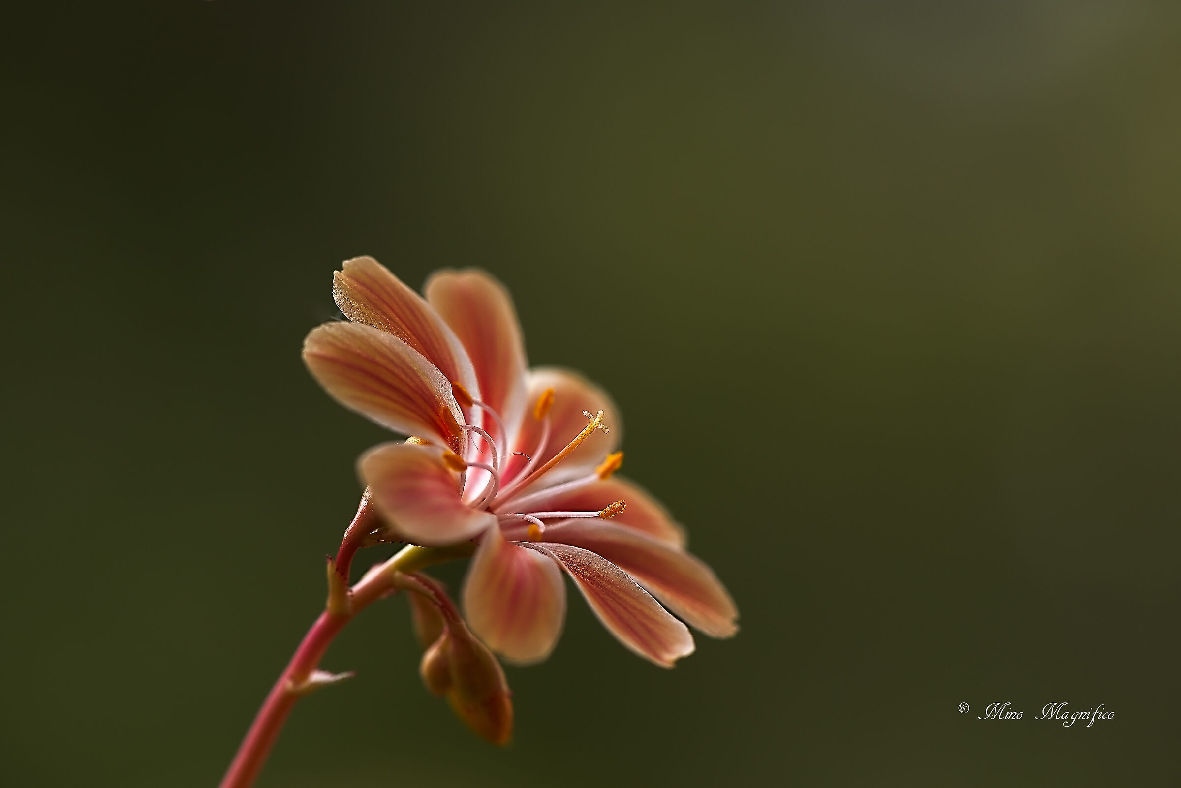 Un fiore non identificato