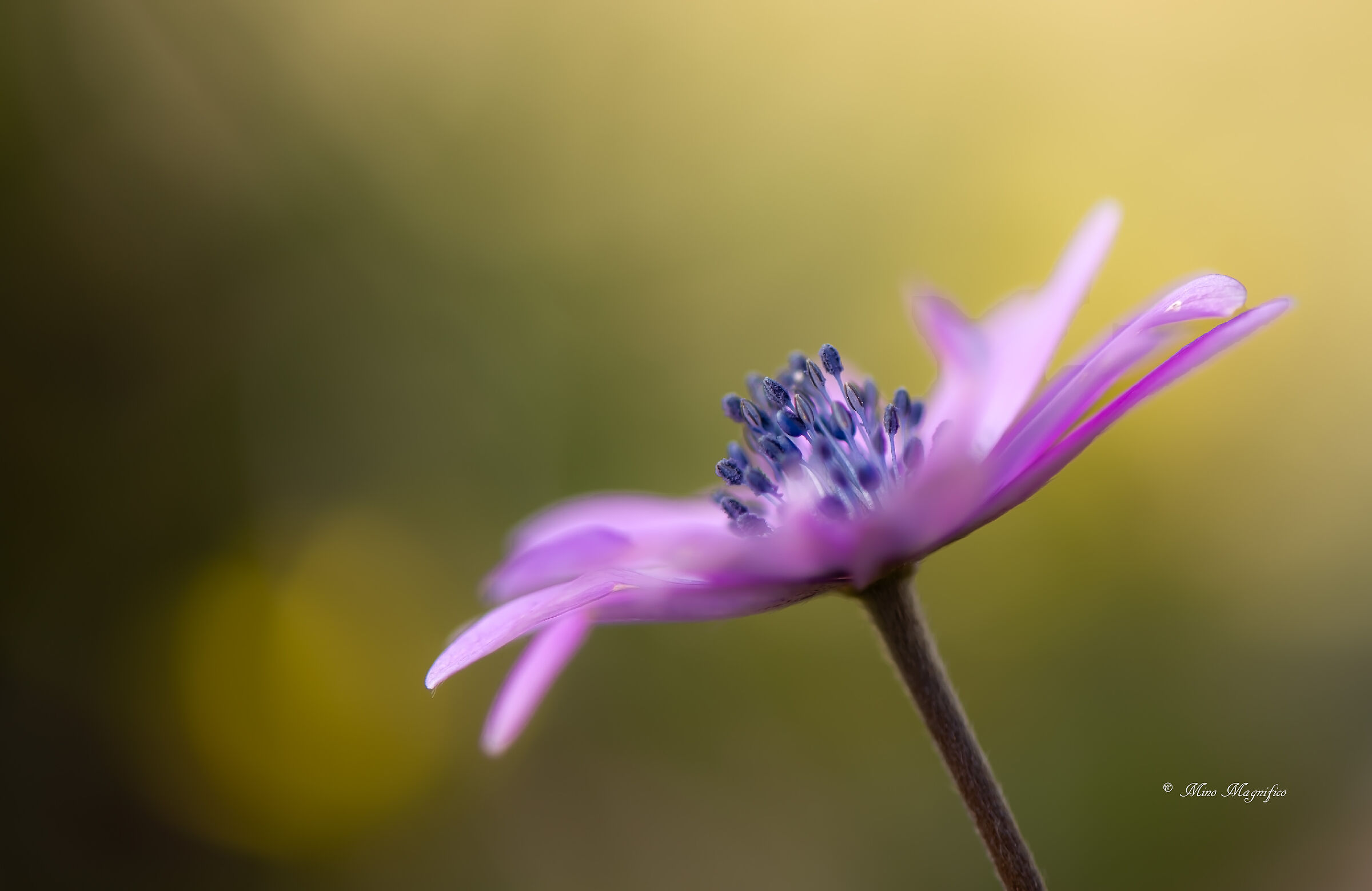 Sfumature di anemone