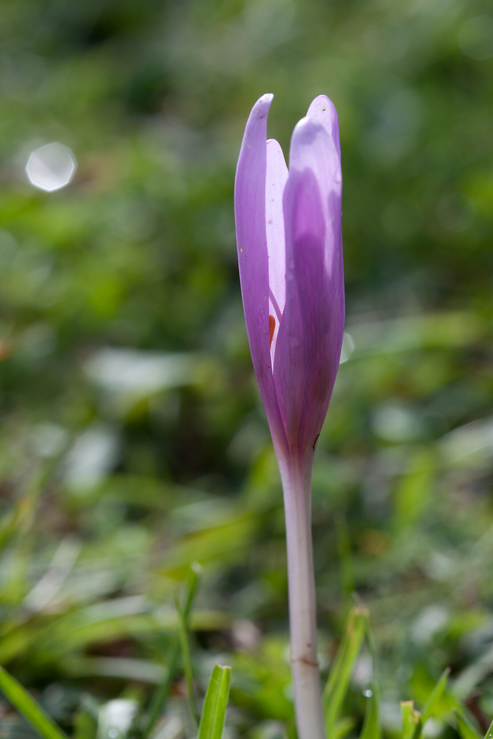 Crocus