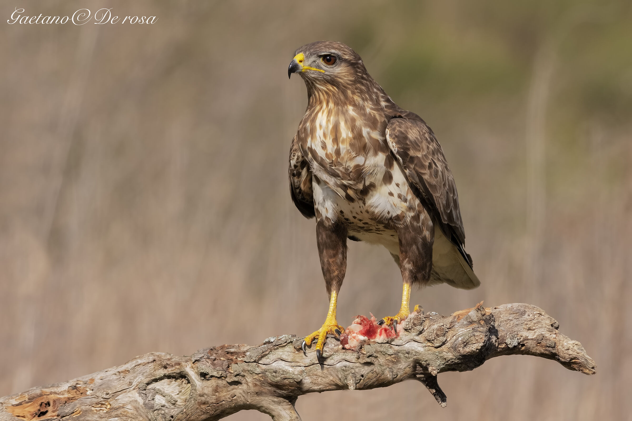 Buteo buteo... Poiana